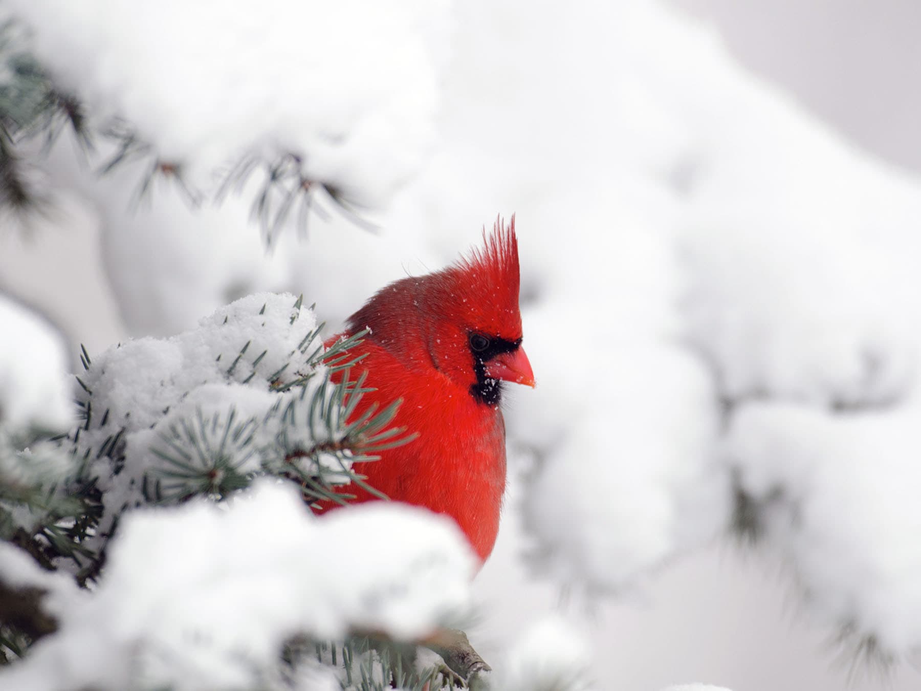 Winter snow northern cardinal