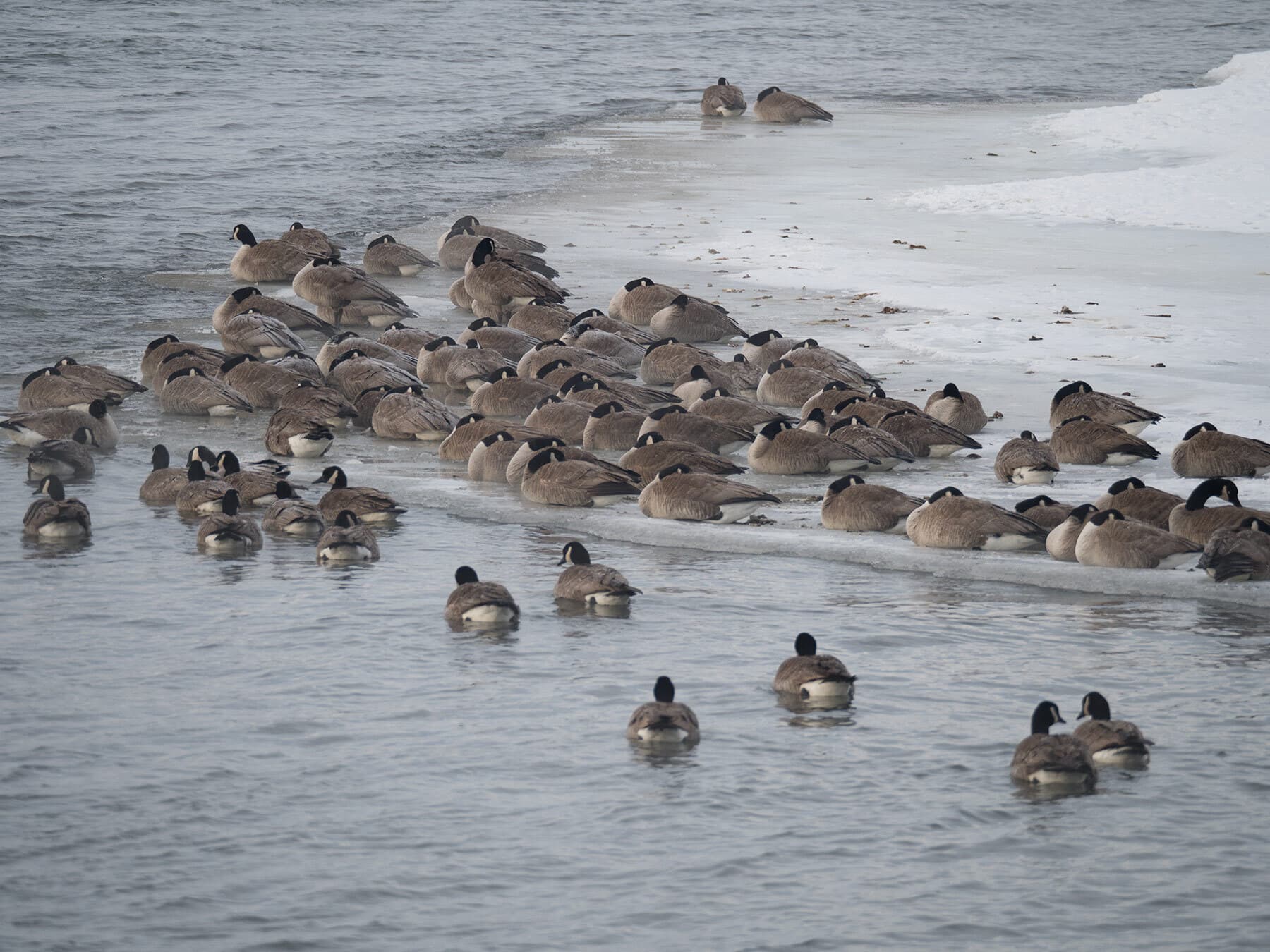 Wintering canadian geese