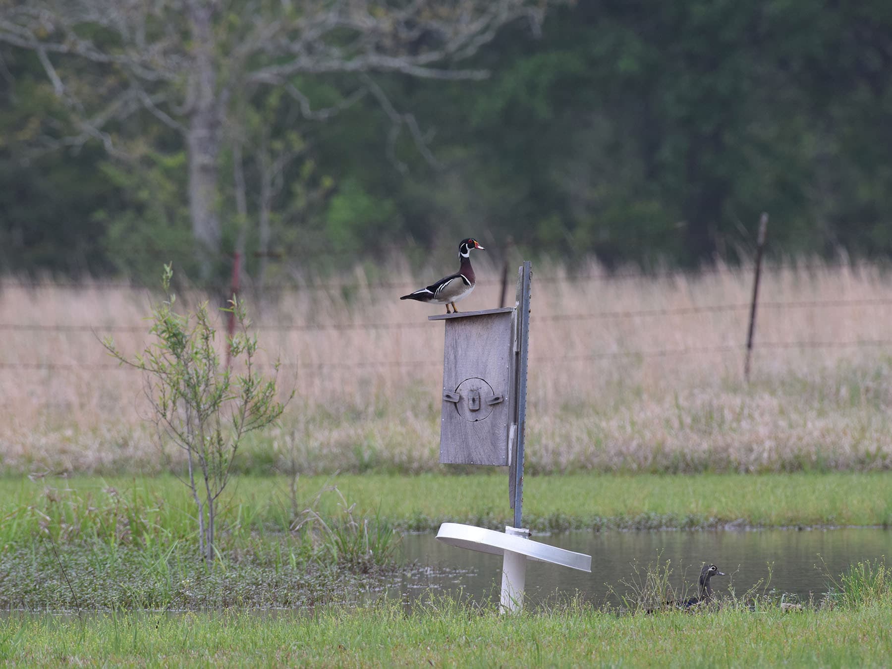 Wood duck breeding pair