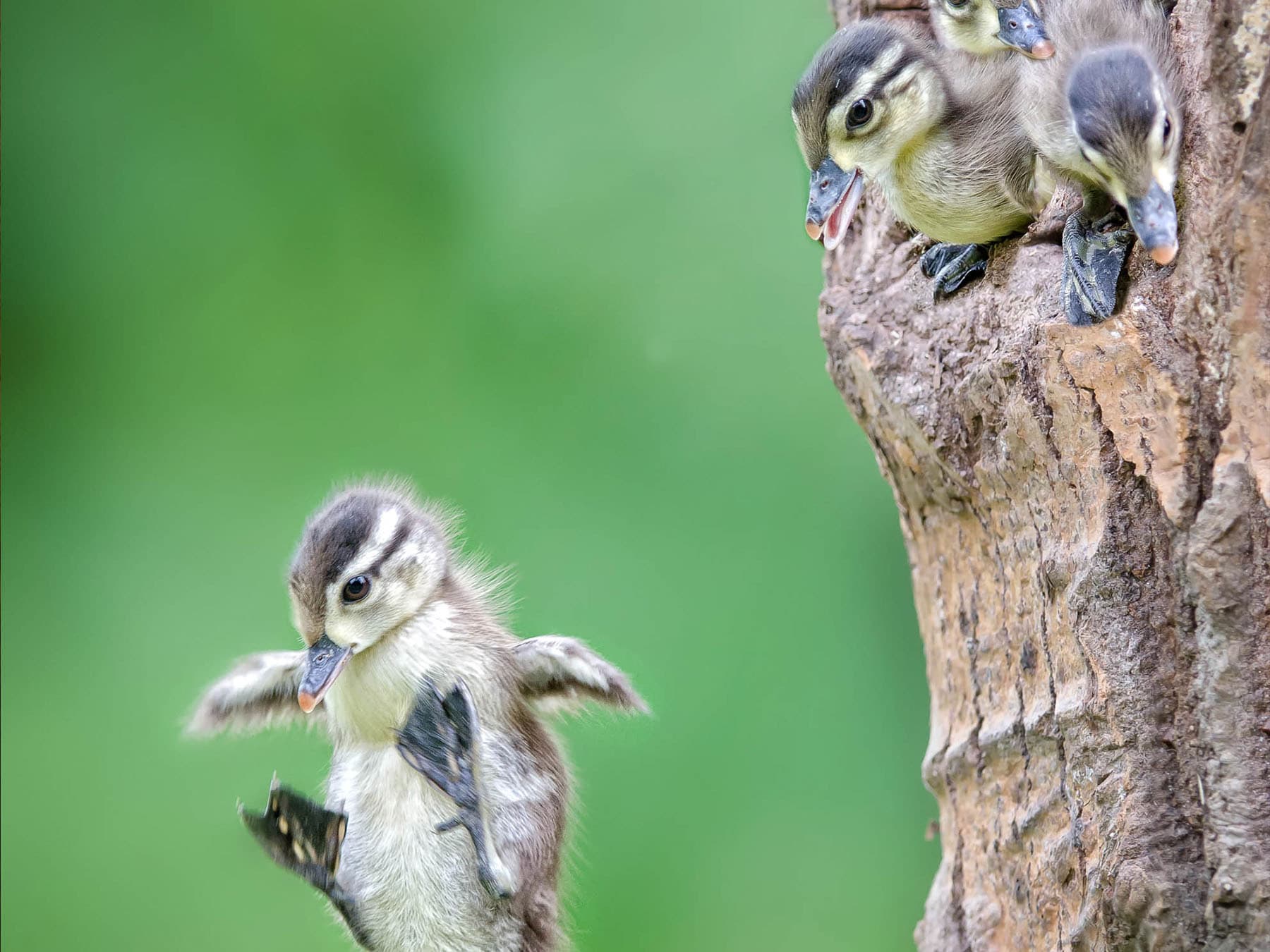 Wood duck chick leaving nest