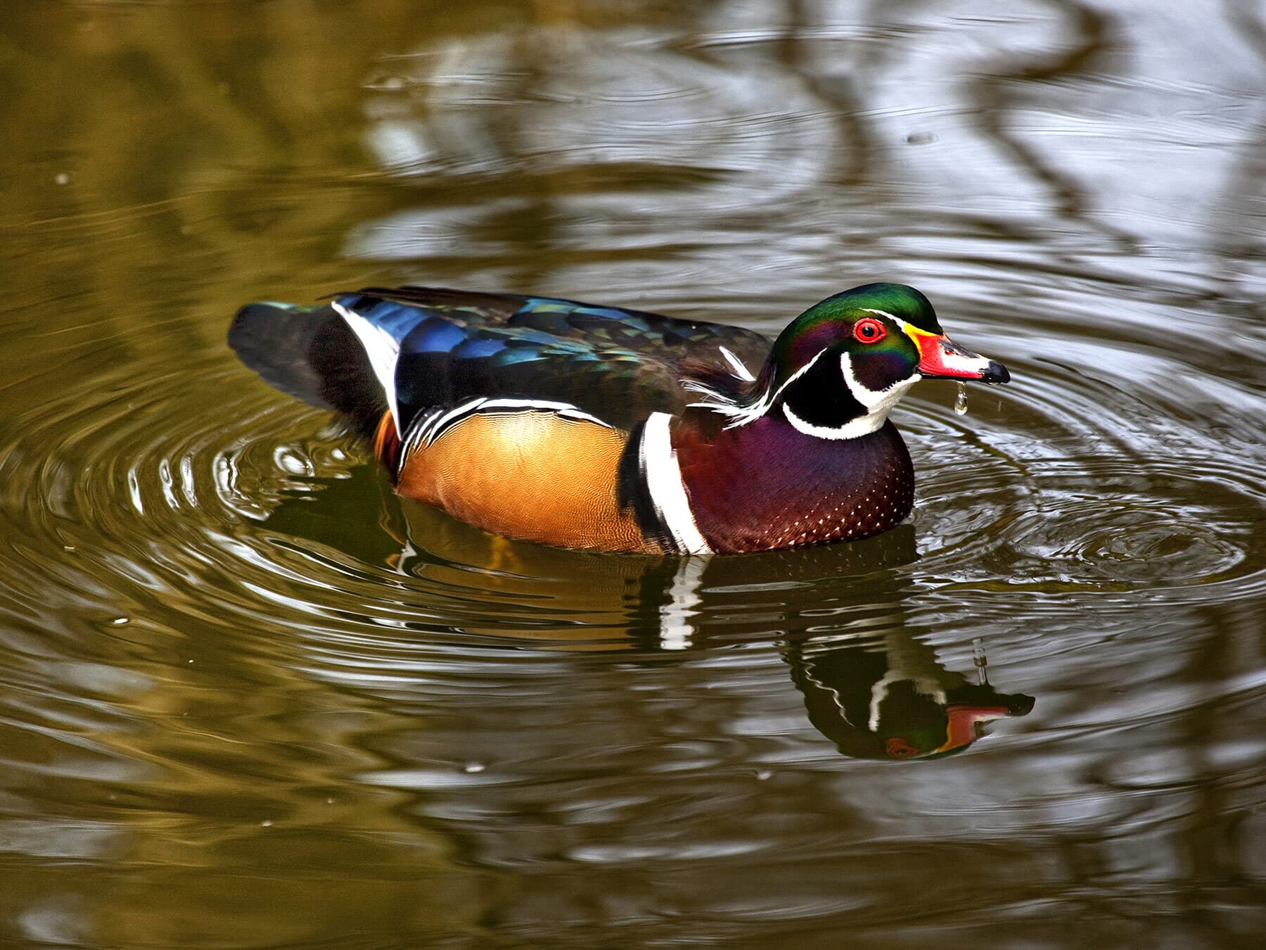 Wood duck drinking water
