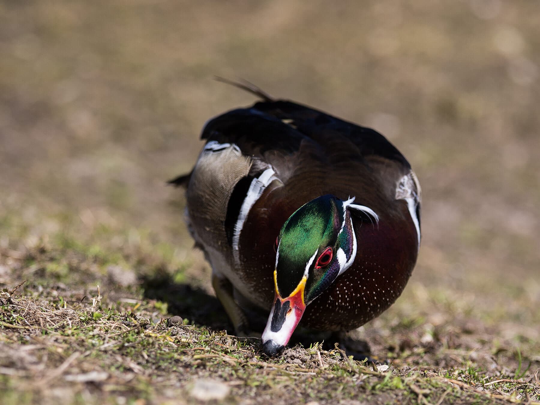 Wood duck foraging