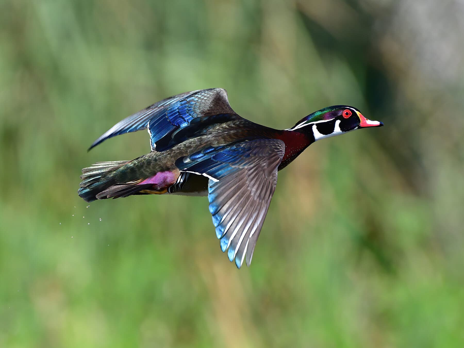 Wood duck in flight