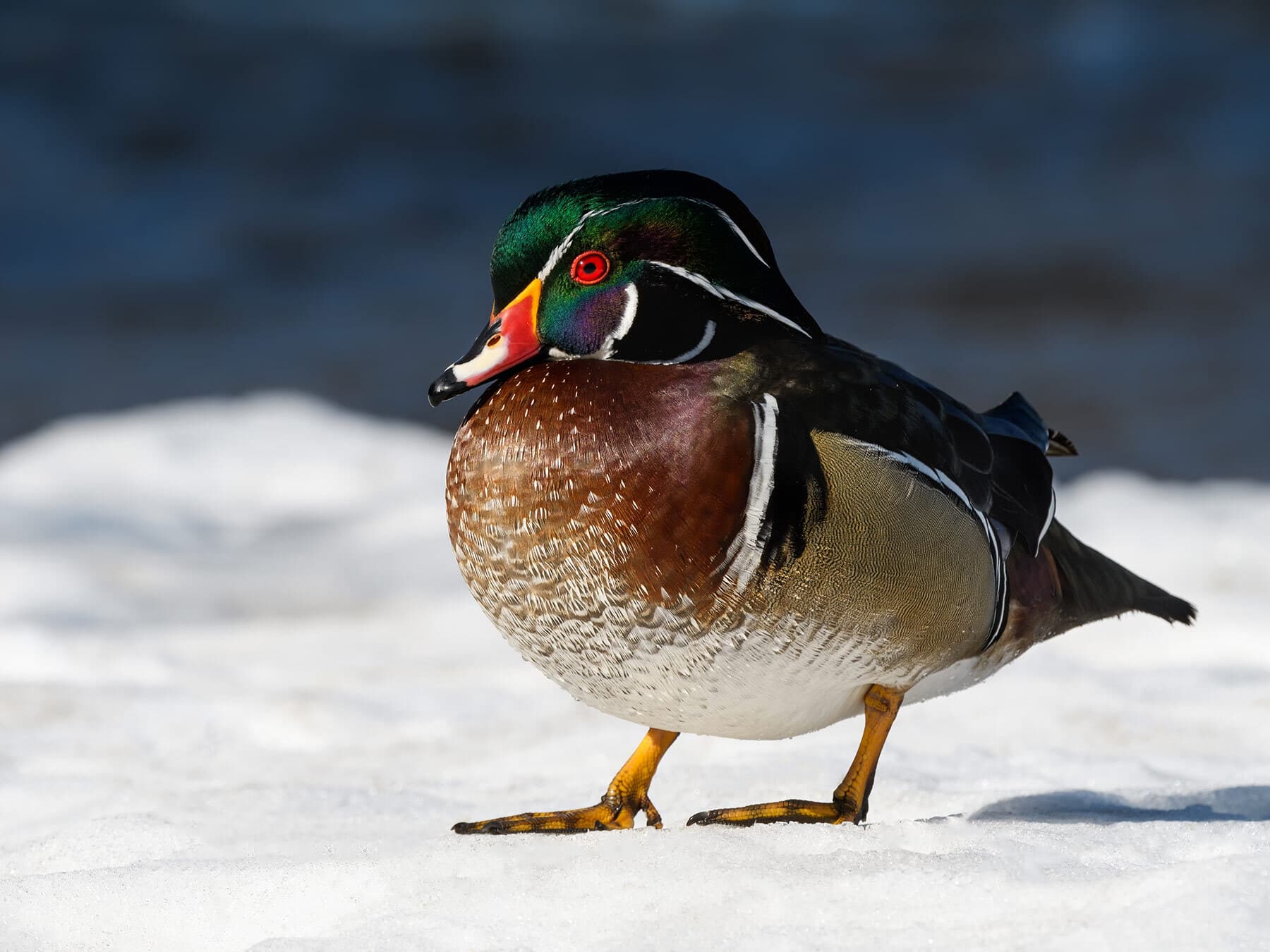 Wood duck in winter