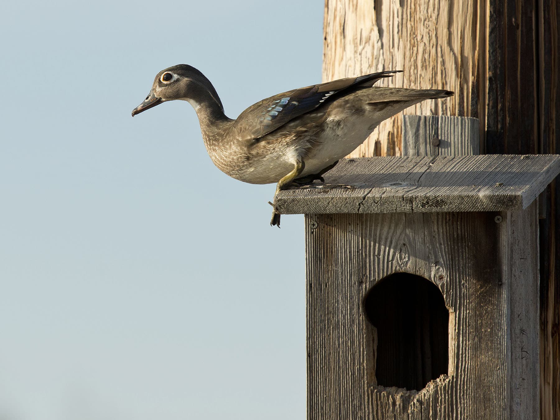 Wood duck nest box