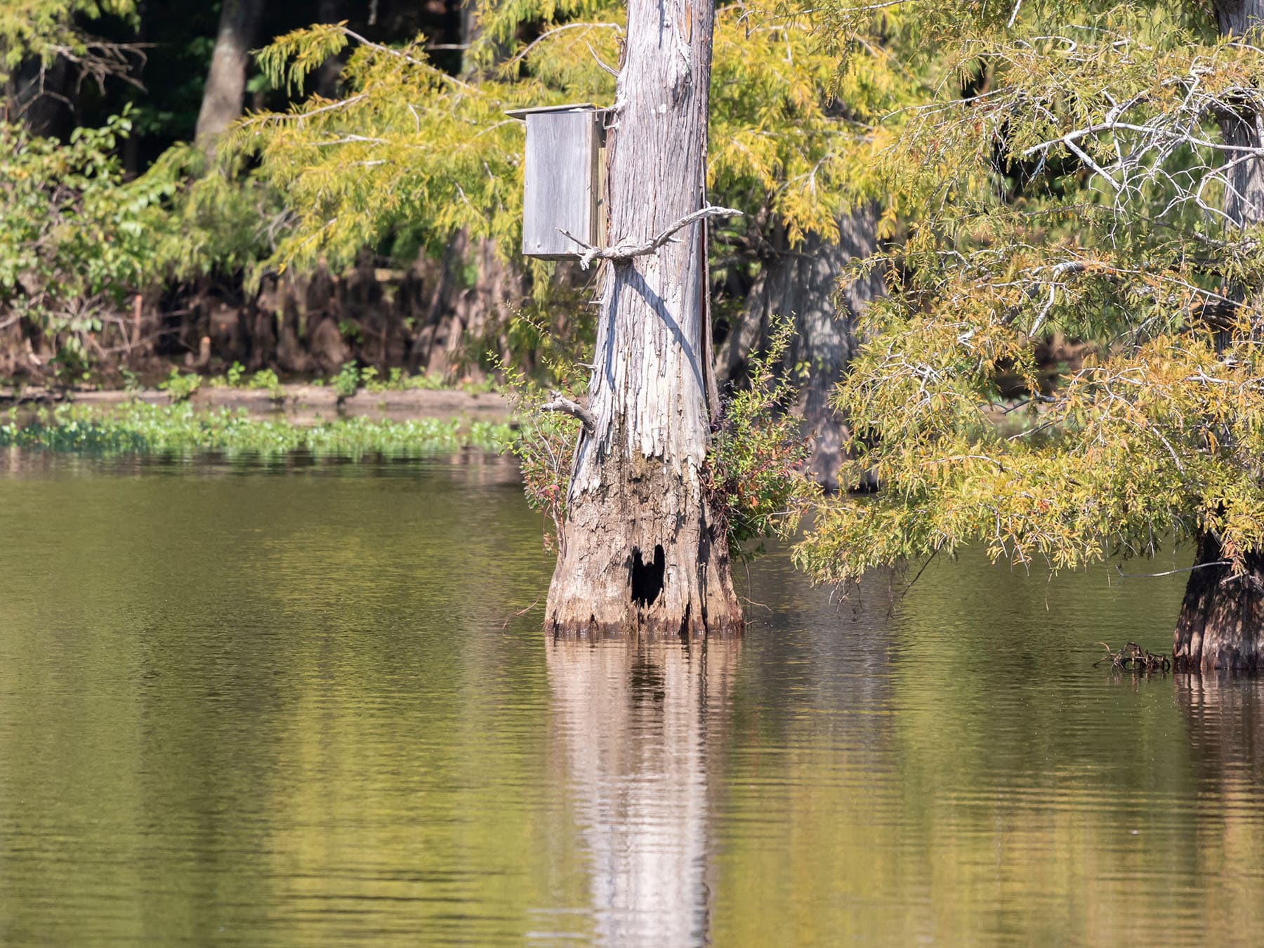 Wood duck nest