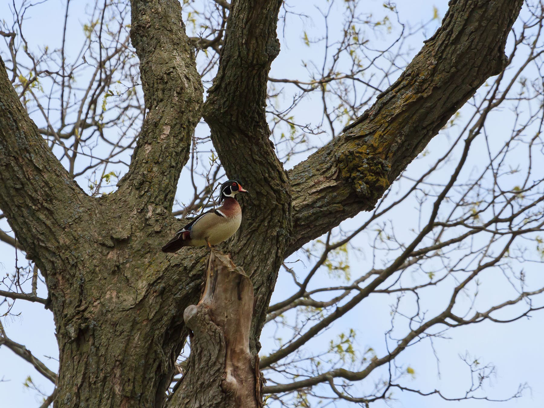 Wood duck searching nesting cavity