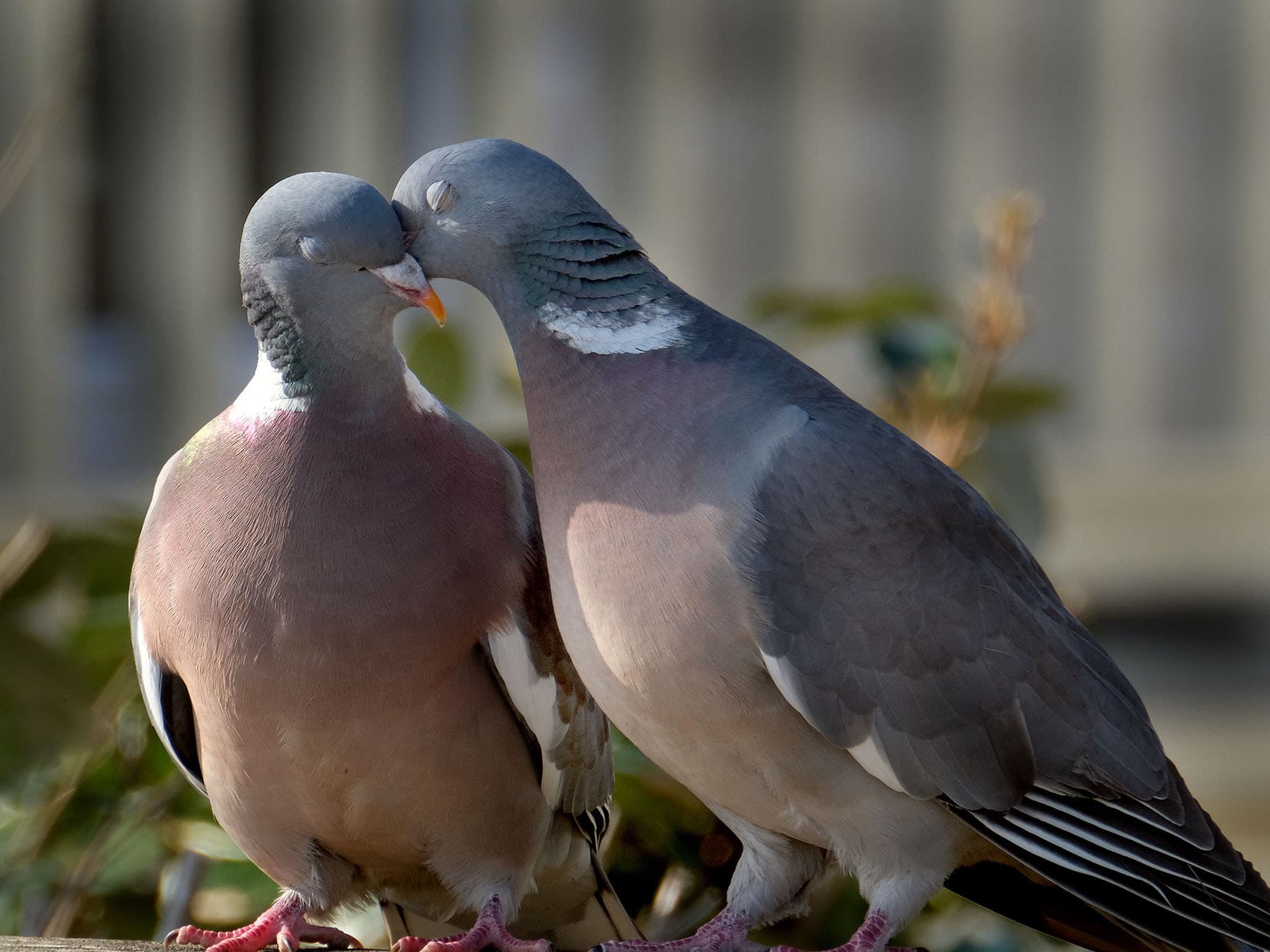 Wood pigeon affection
