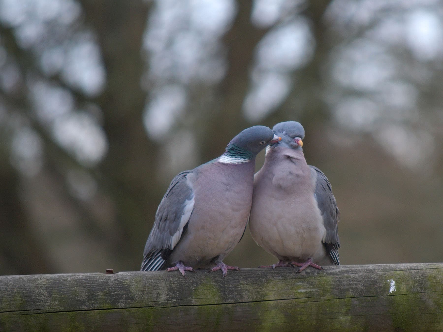 Wood pigeon courtship