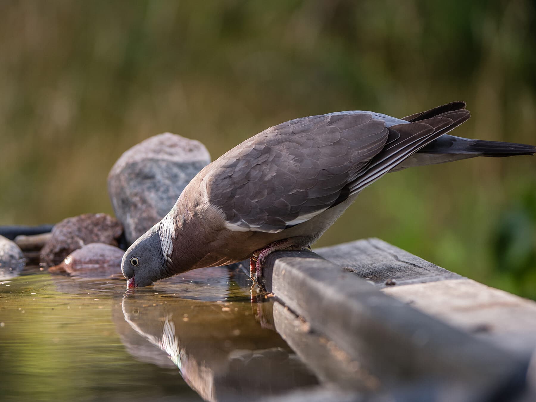 Wood pigeon drinking water