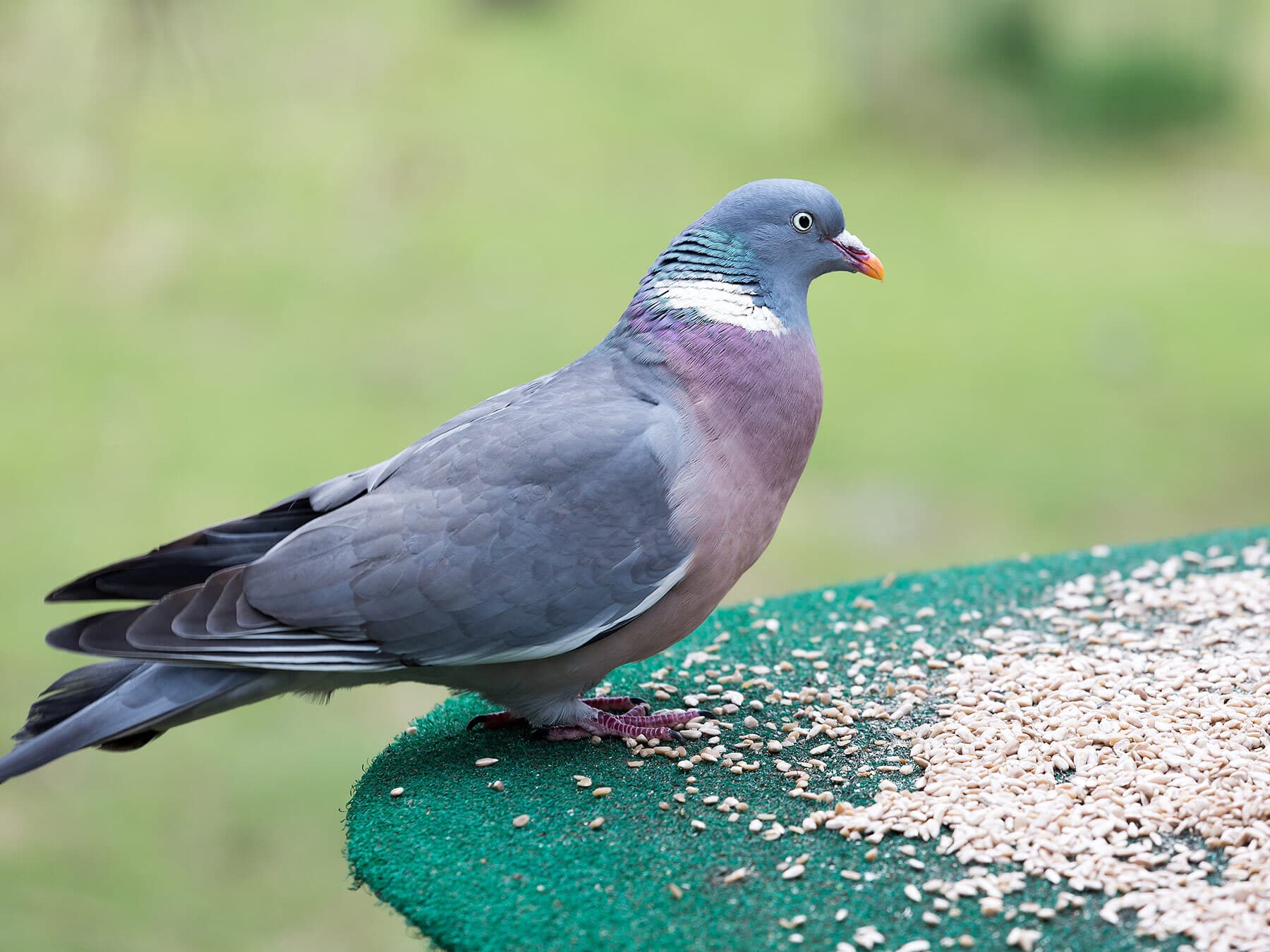 Wood pigeon eating from bird table
