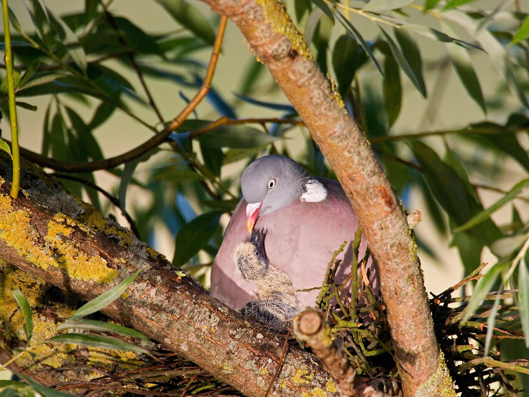 Wood pigeon feeding chick