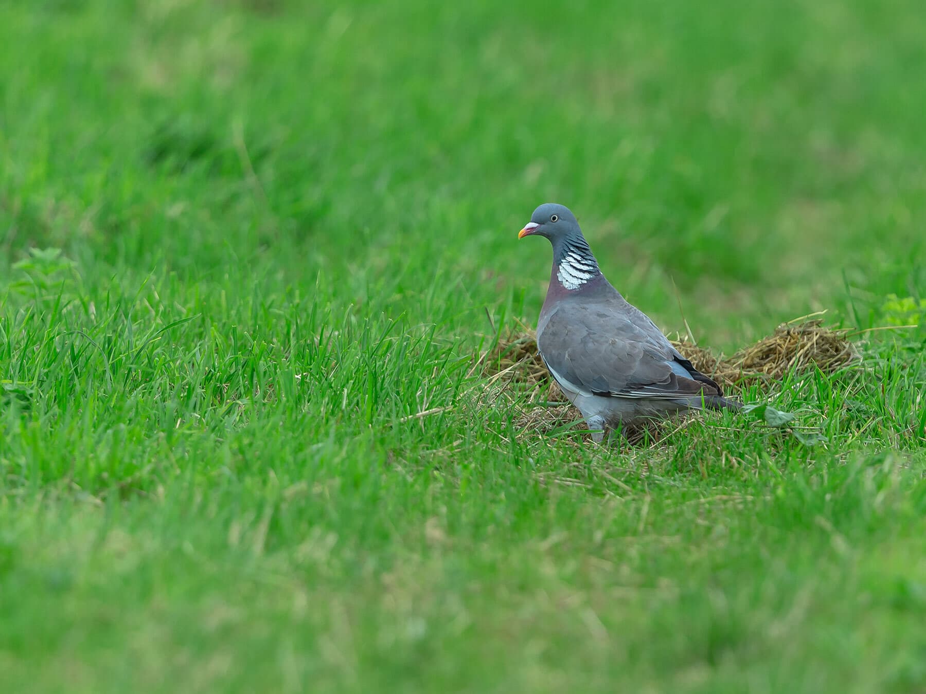 Wood pigeon foraging