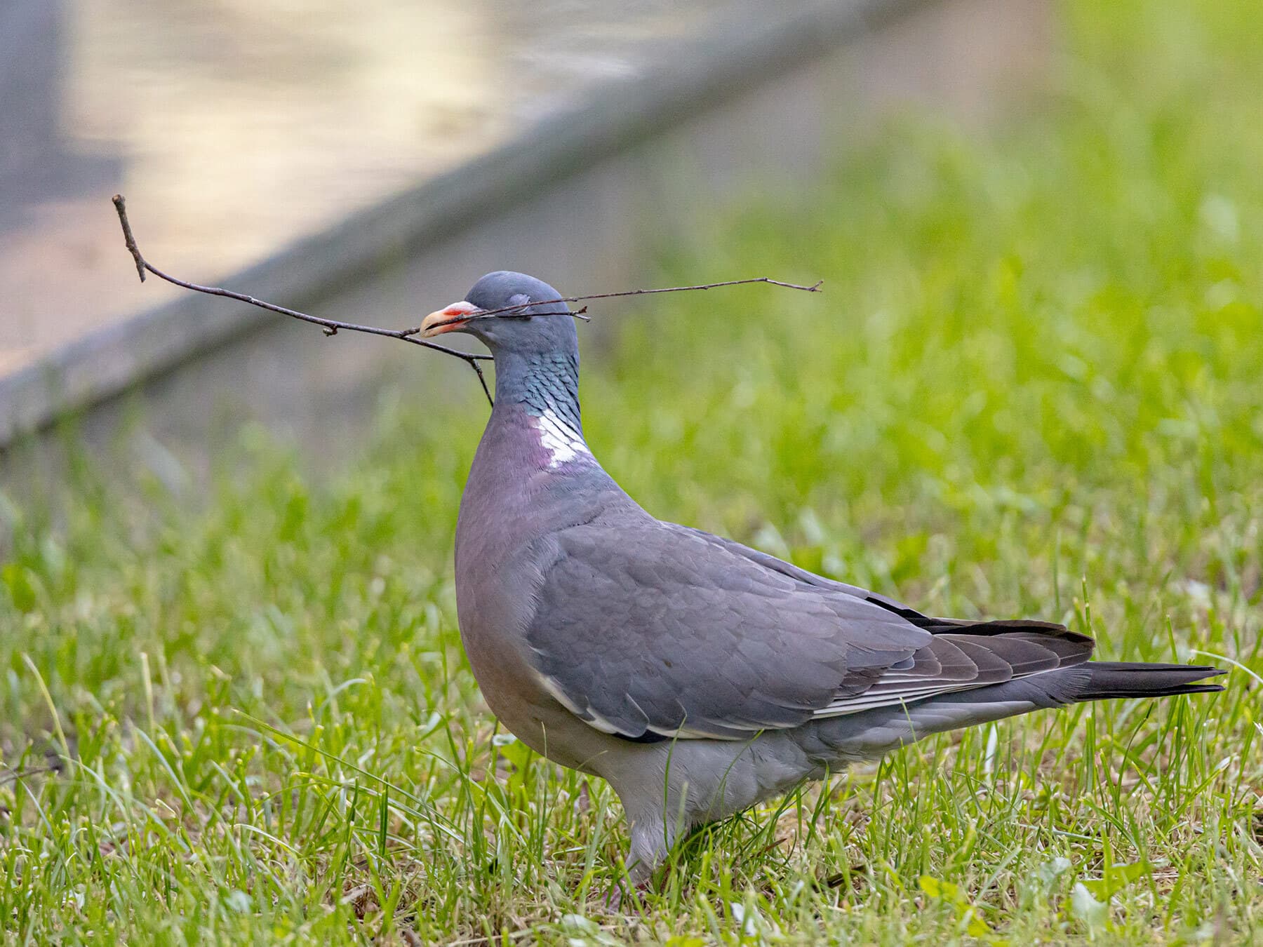 Wood pigeon gathering nesting materials