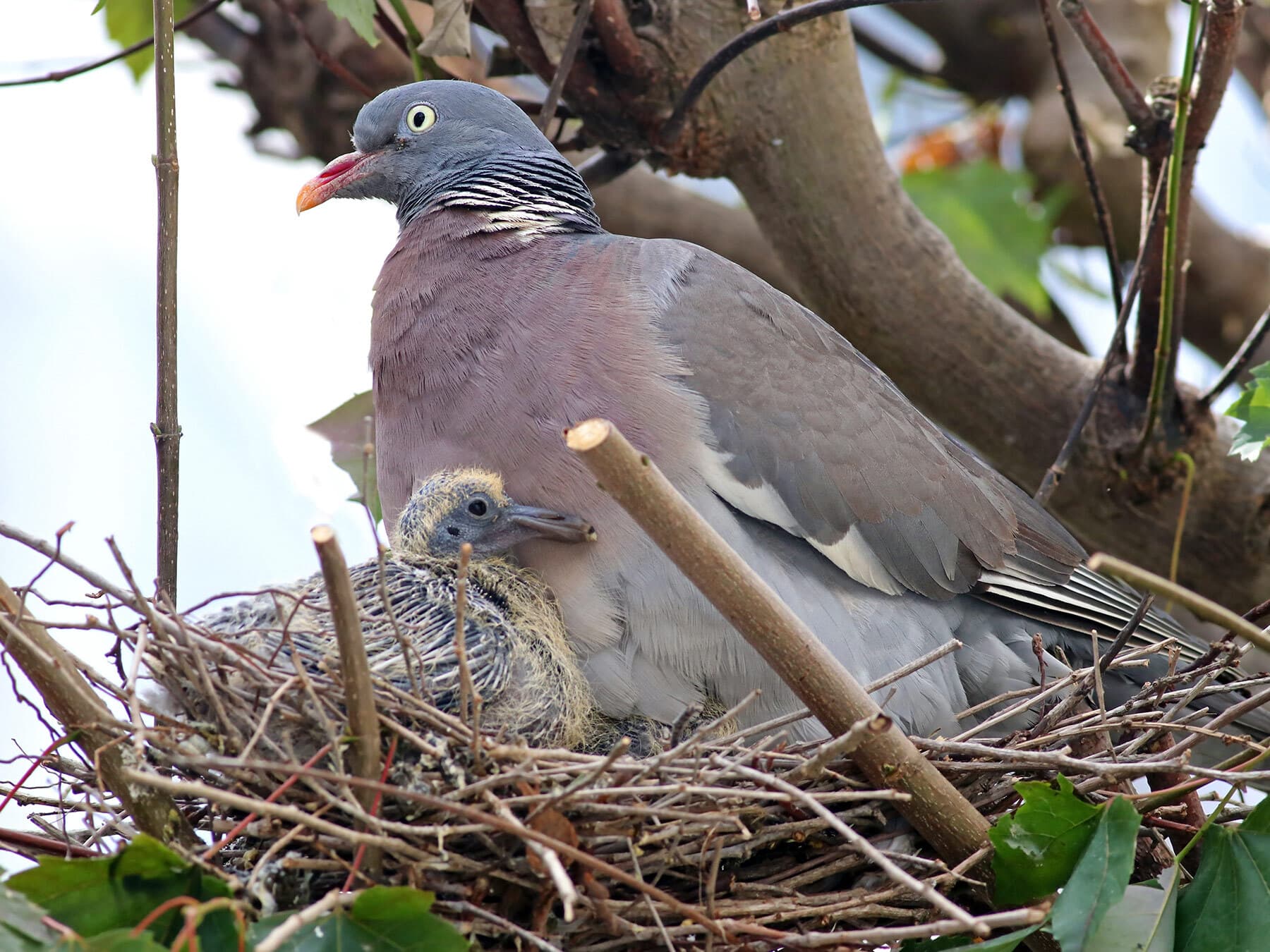 Wood pigeon in nest with chick