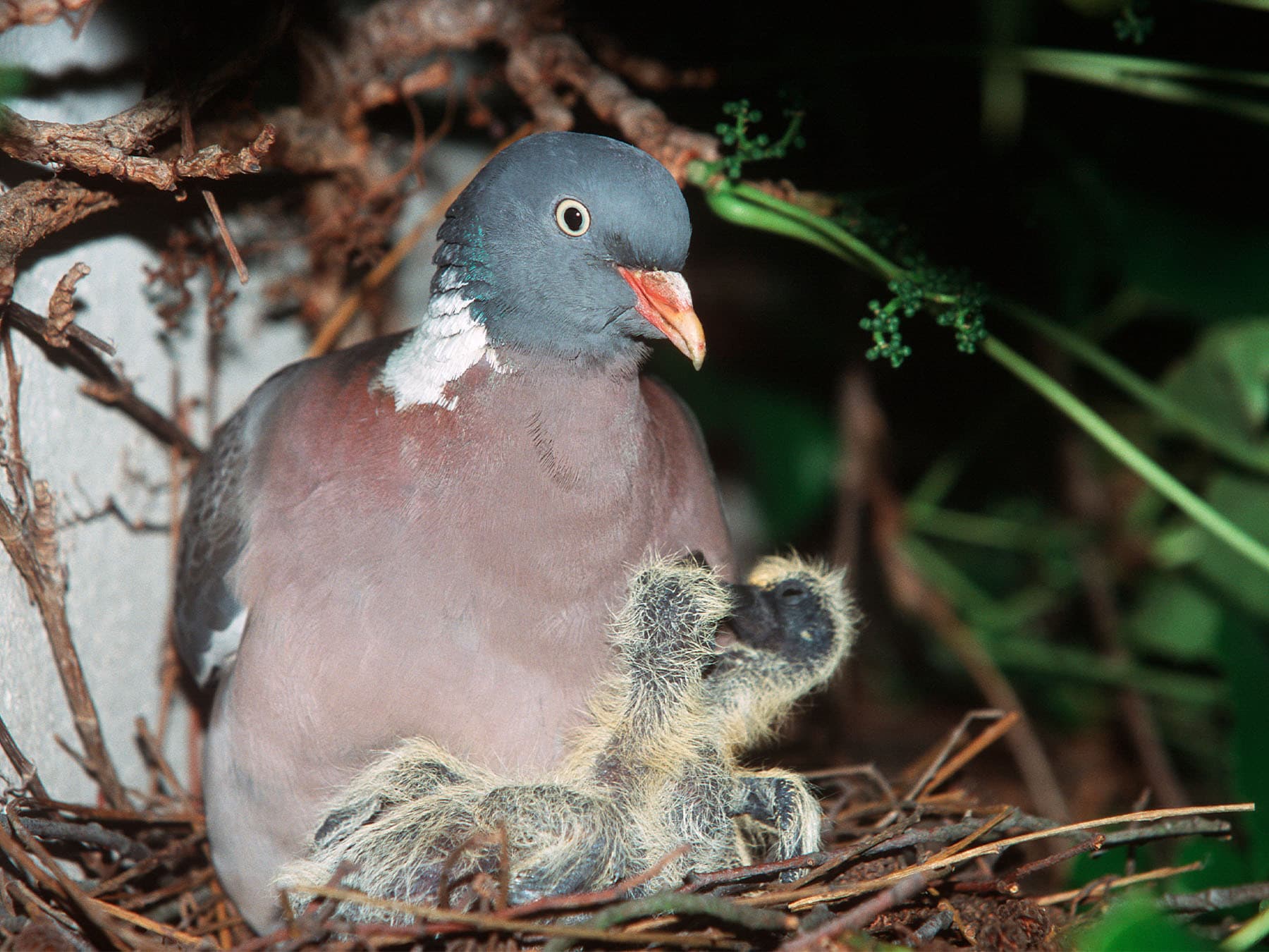 Wood pigeon in nest with chicks