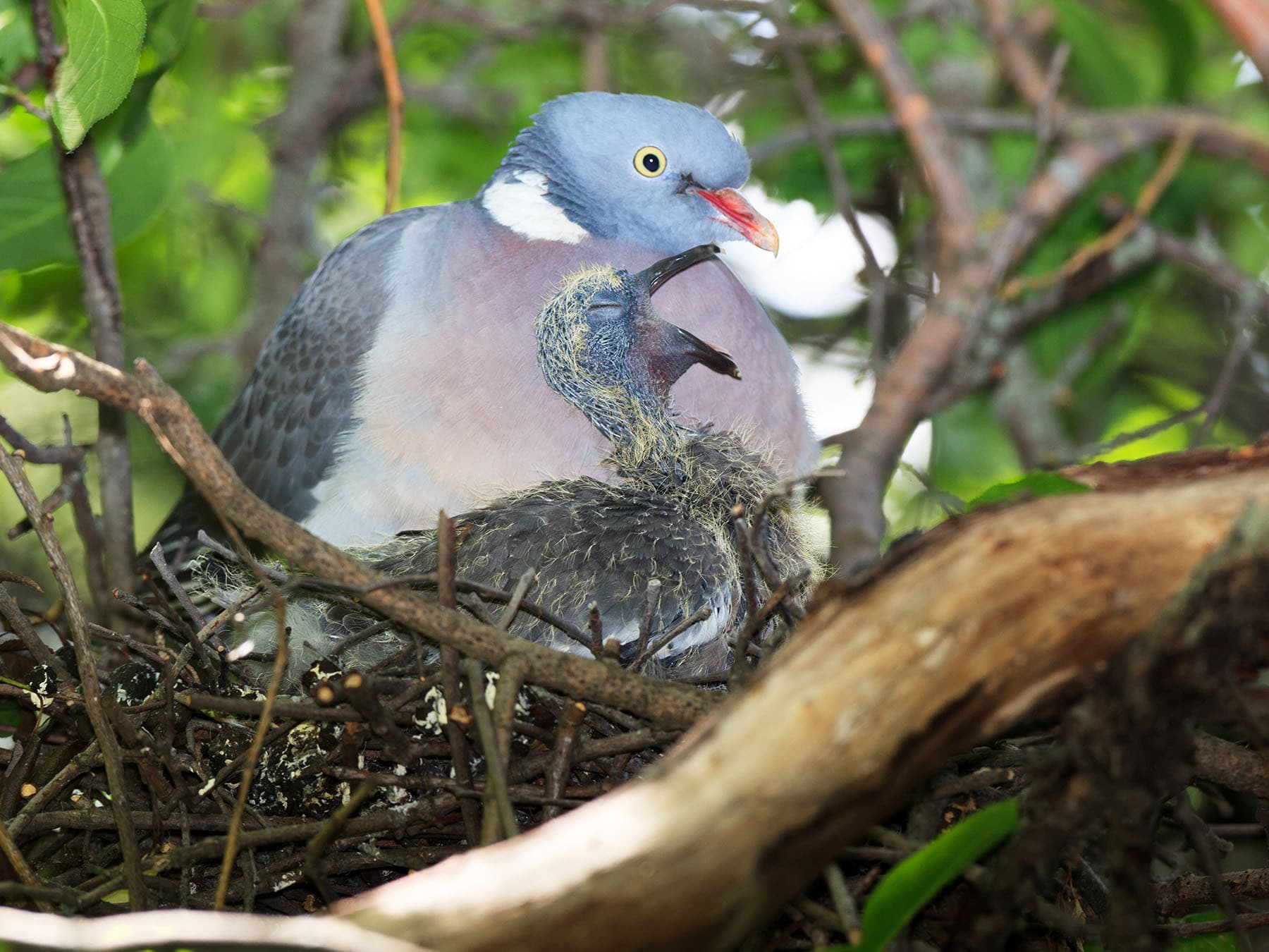 Wood pigeon in nest with hungry chick