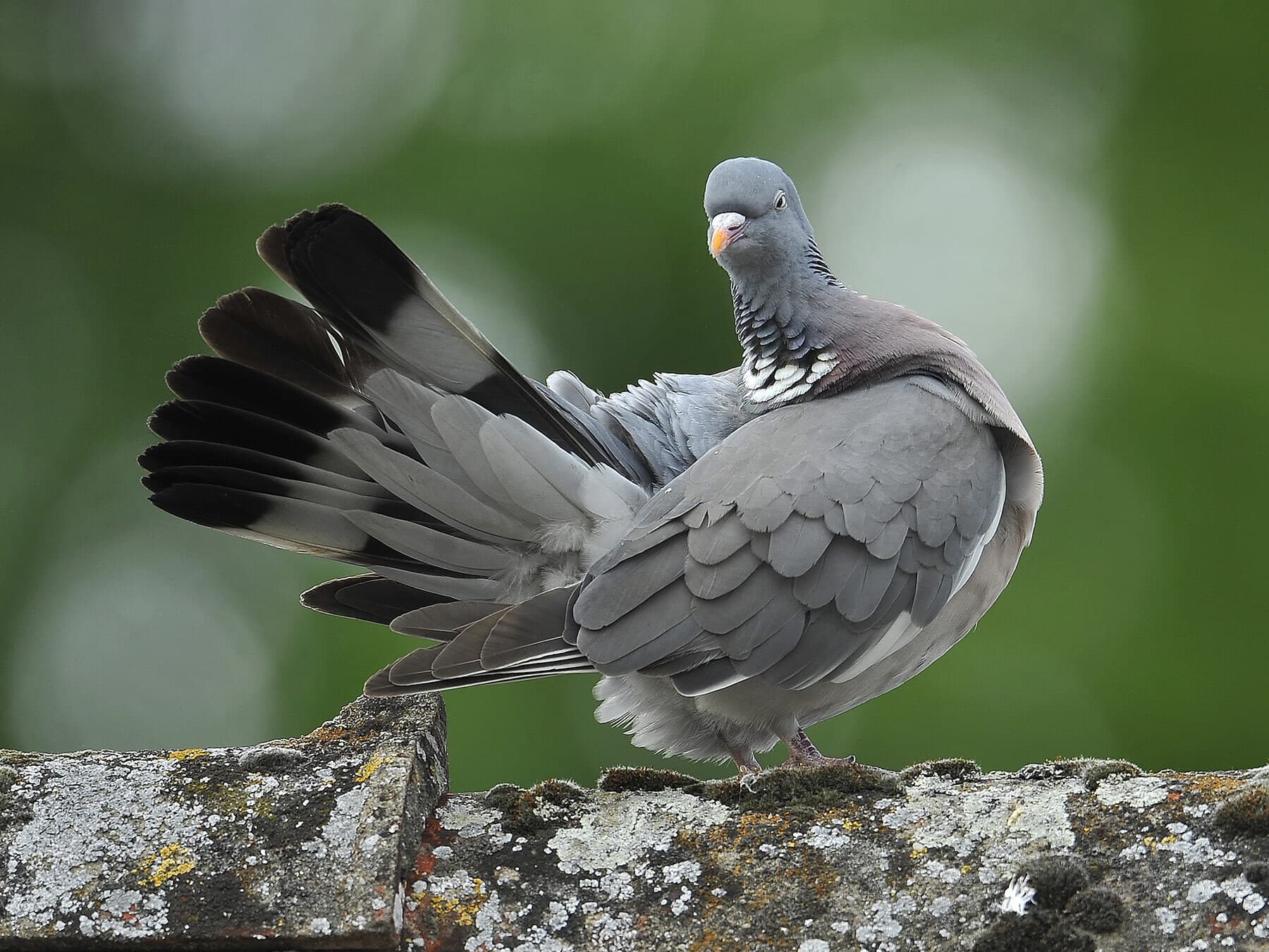 Wood pigeon preening