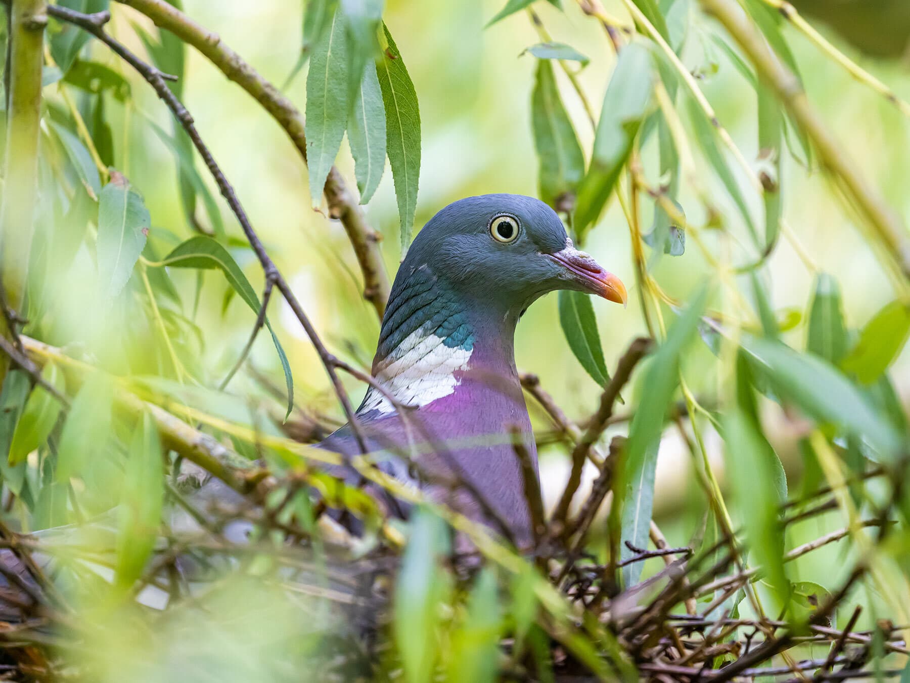 Wood pigeon sat on nest