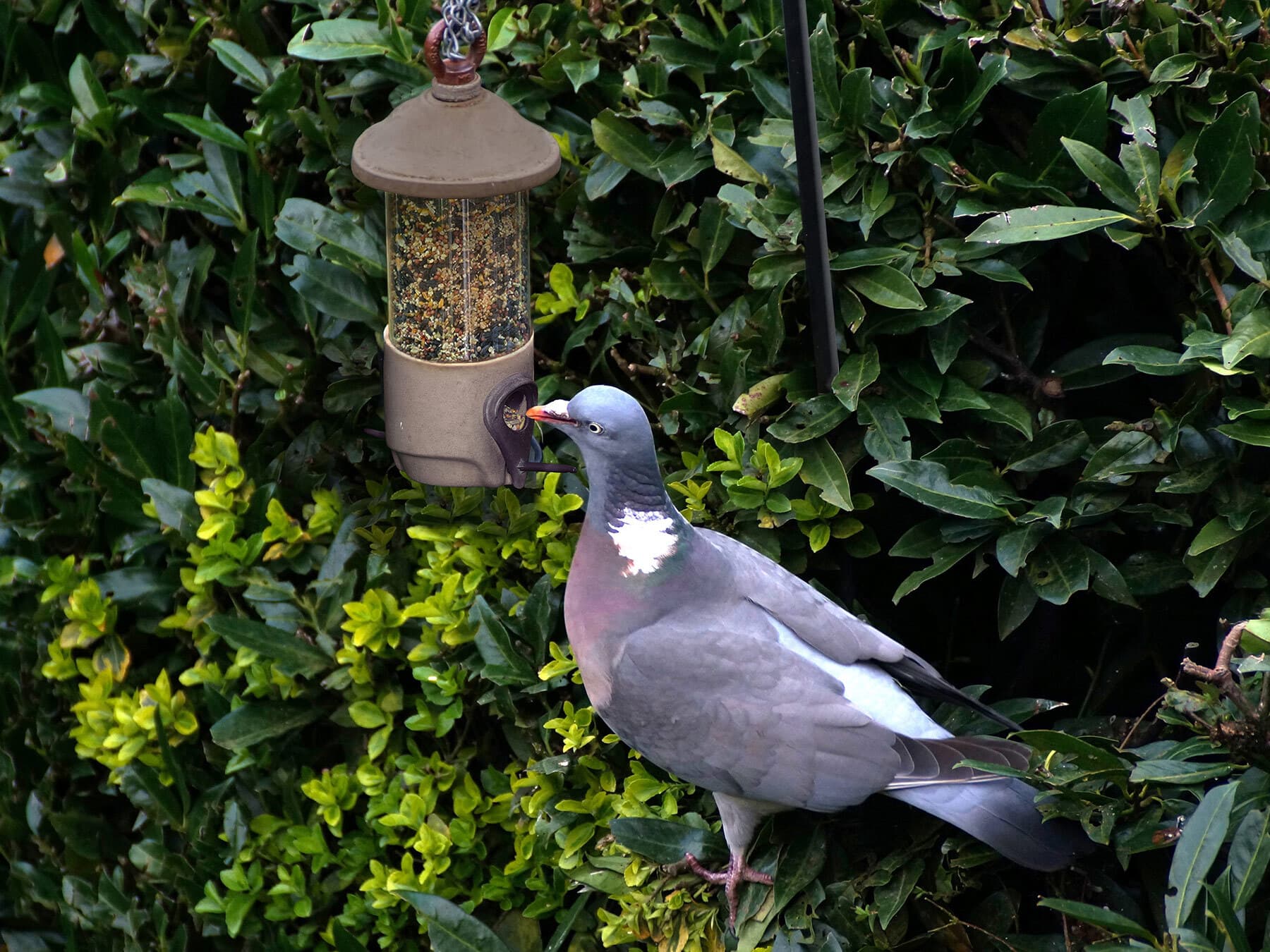 Wood pigeon using small bird feeder
