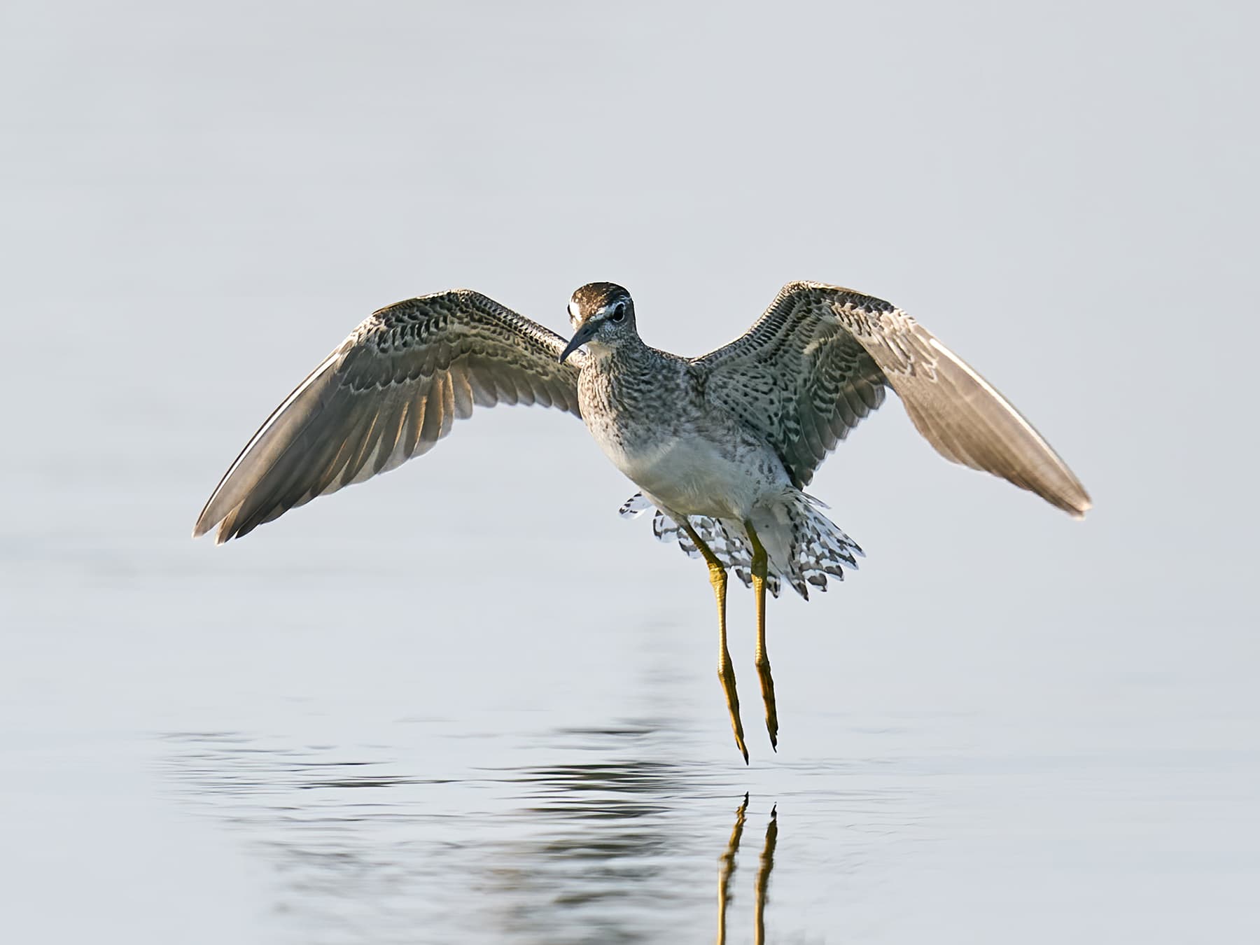 Wood Sandpiper