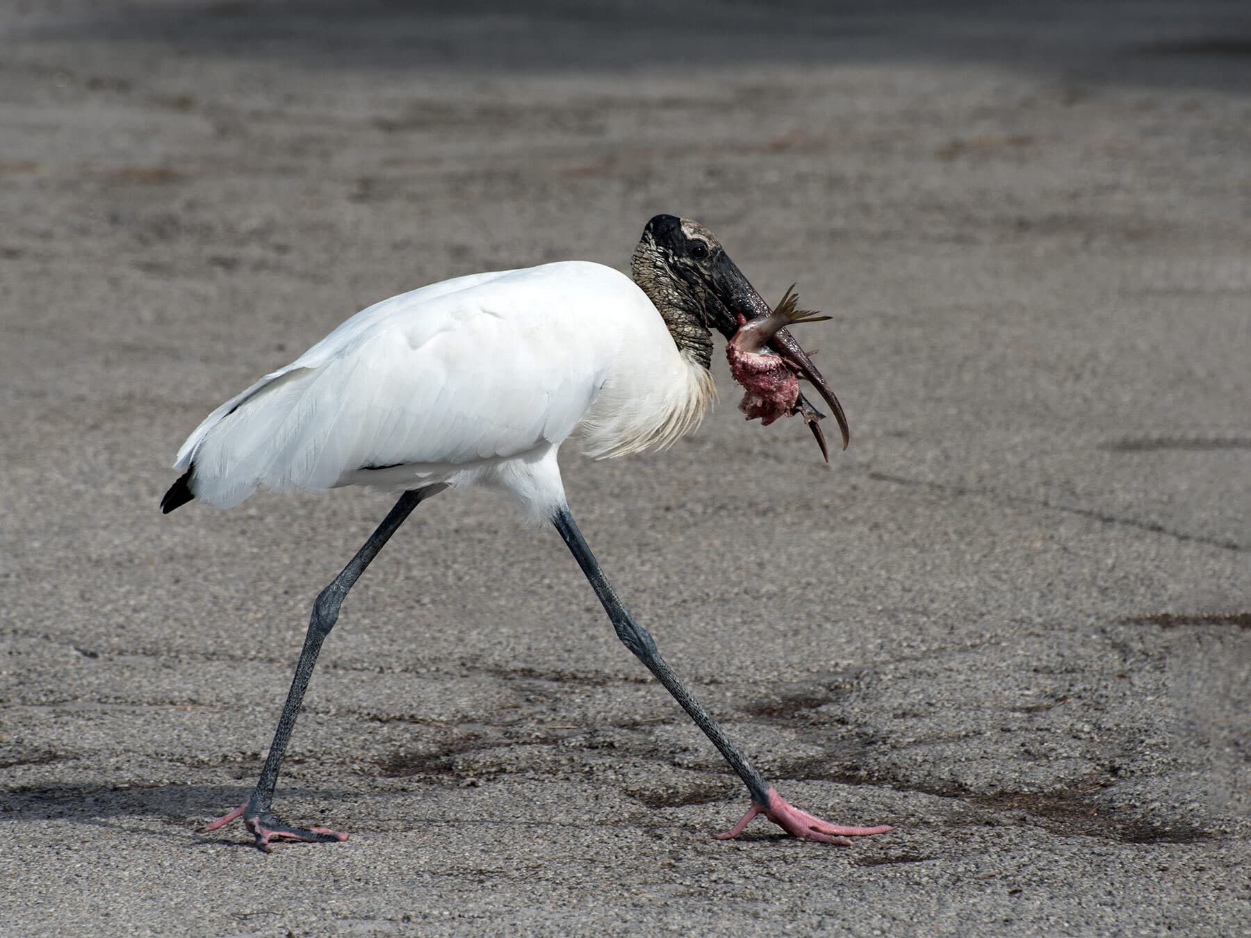 Wood stork diet