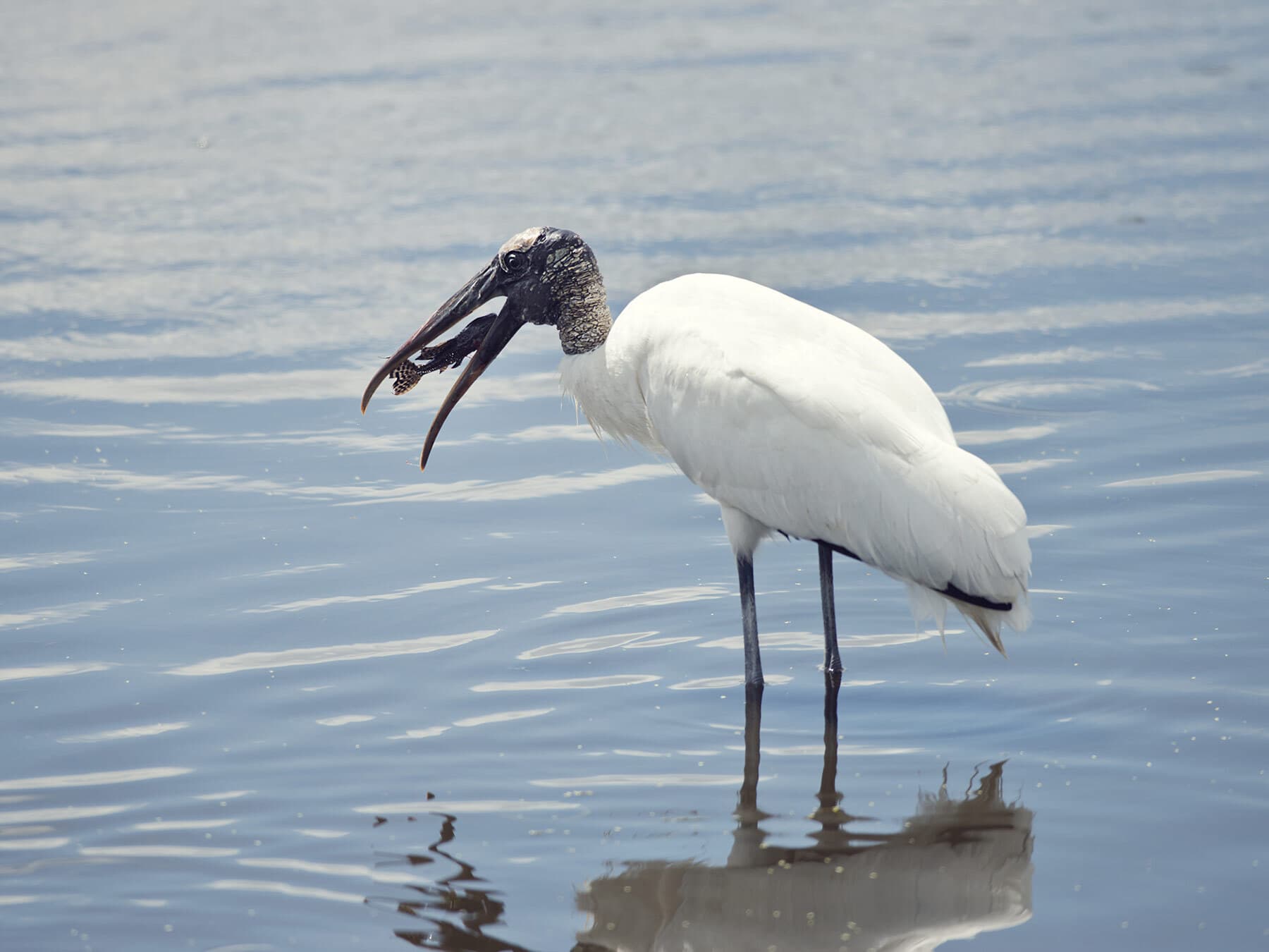 Wood stork eating fish