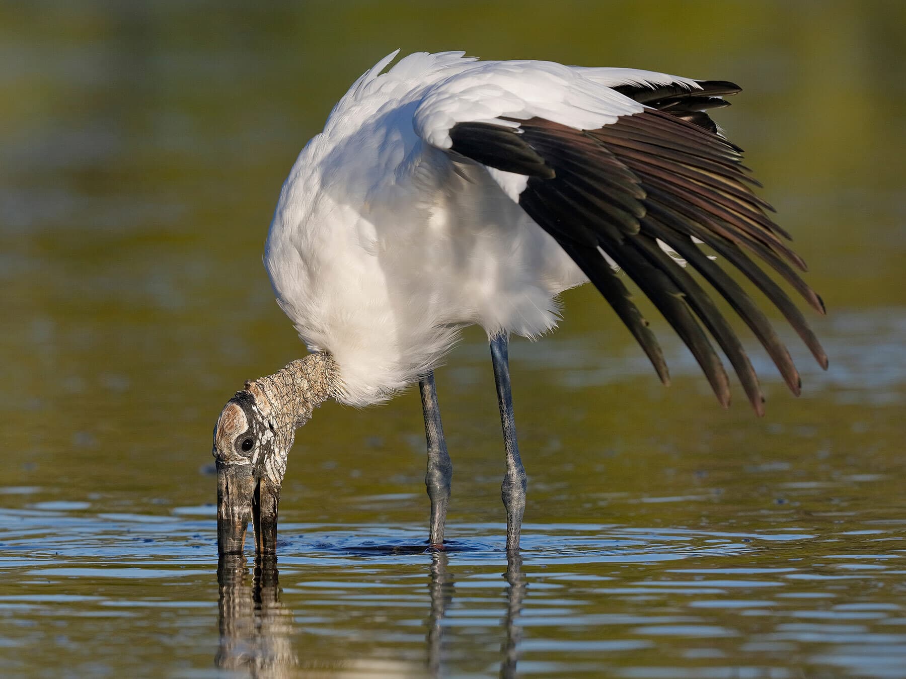 Wood stork feeding in lagoon