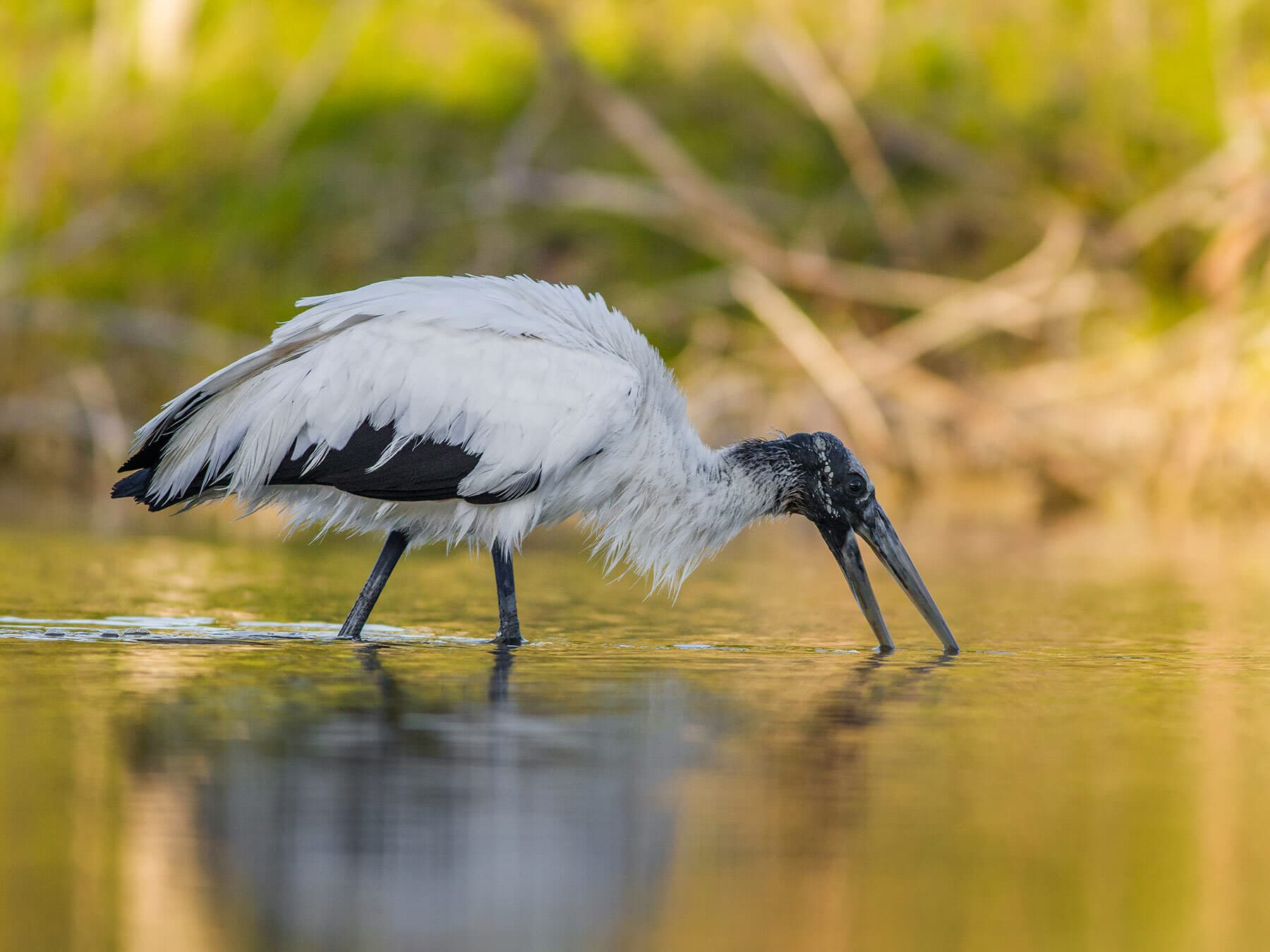 Wood stork foraging