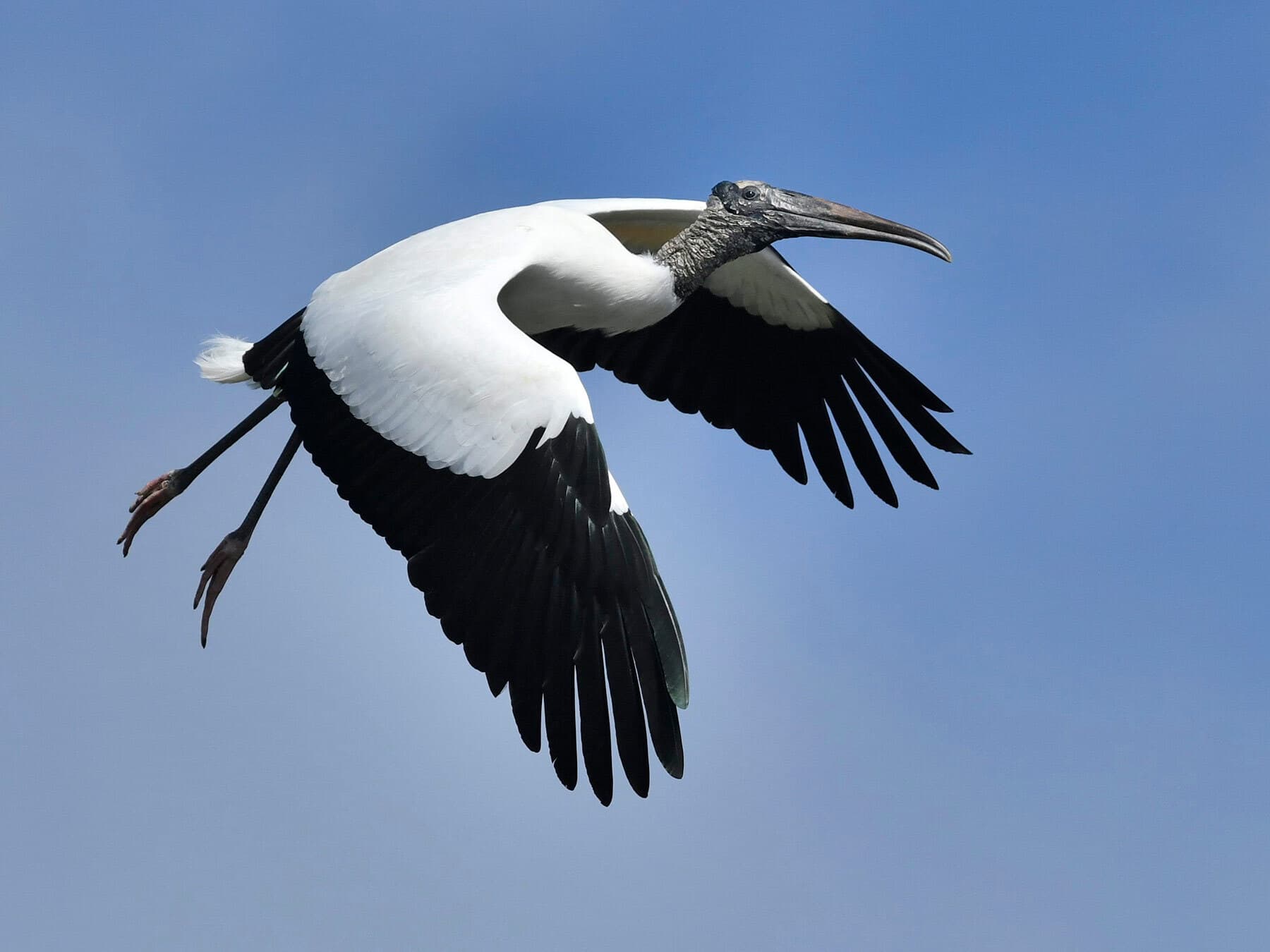 Wood stork in flight
