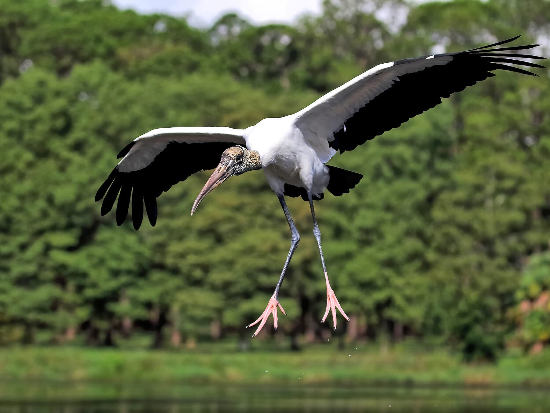 Wood stork landing