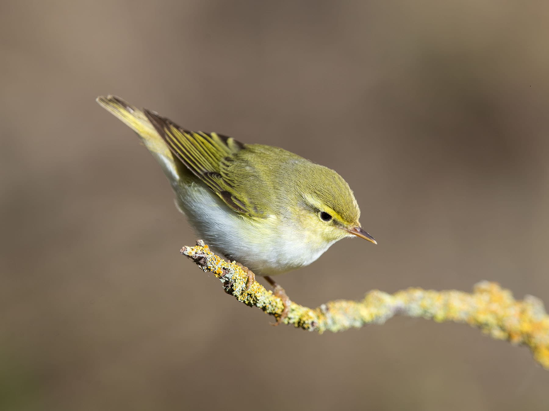 Close up of a Wood warbler
