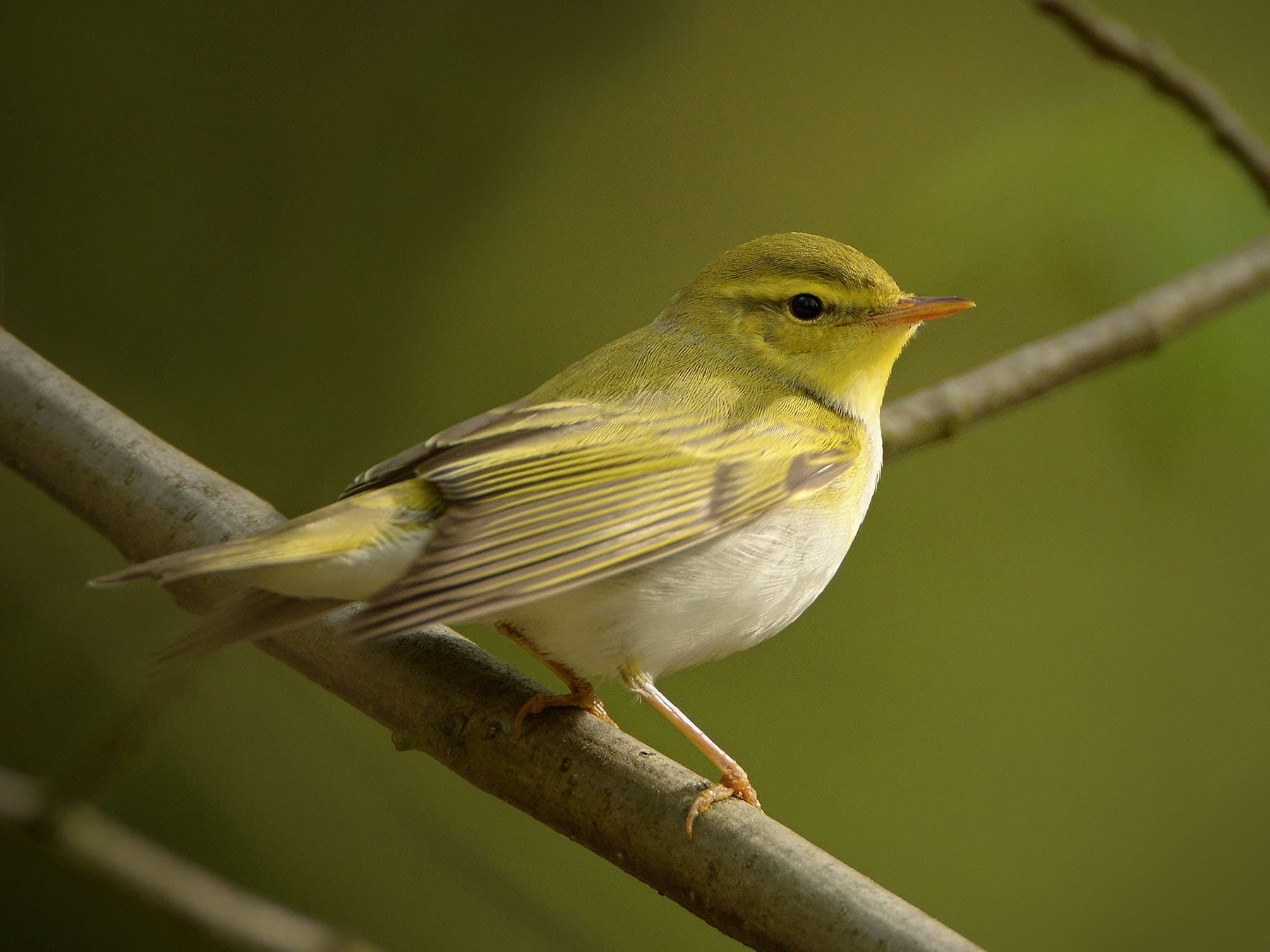 Close up of a perched Wood warbler