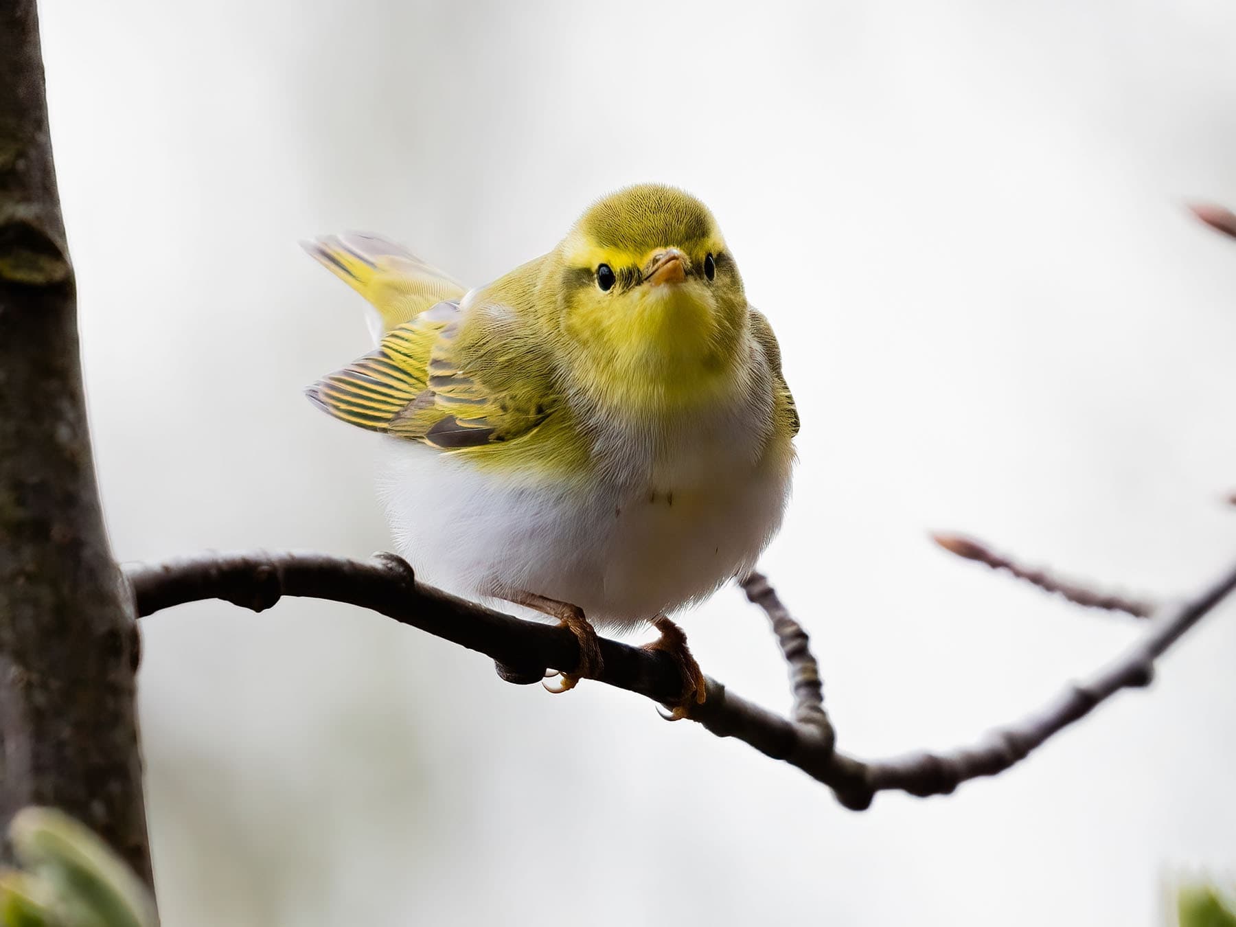Front on view of a Wood warbler