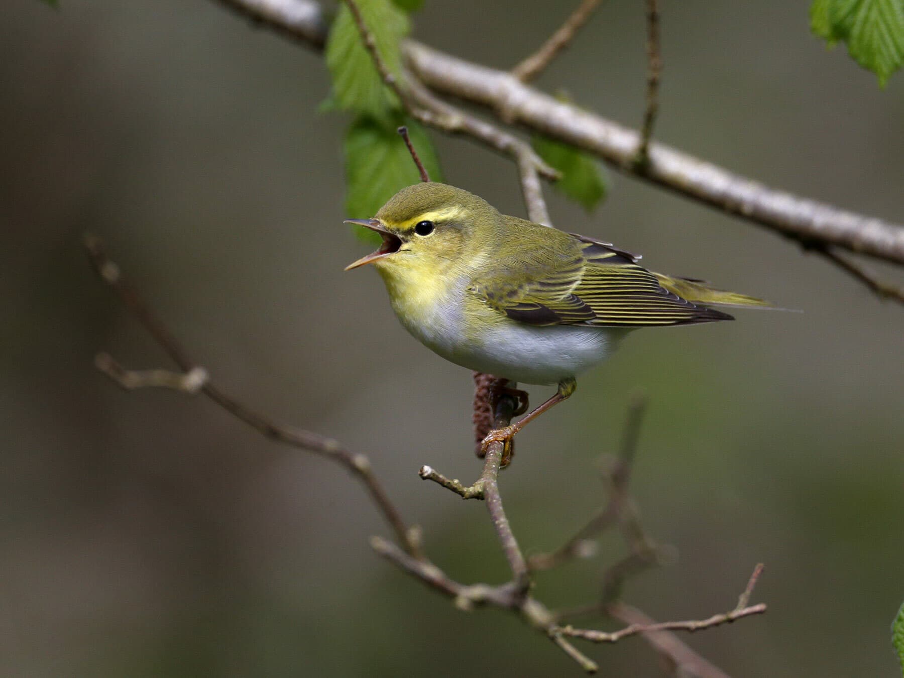 Wood warbler singing