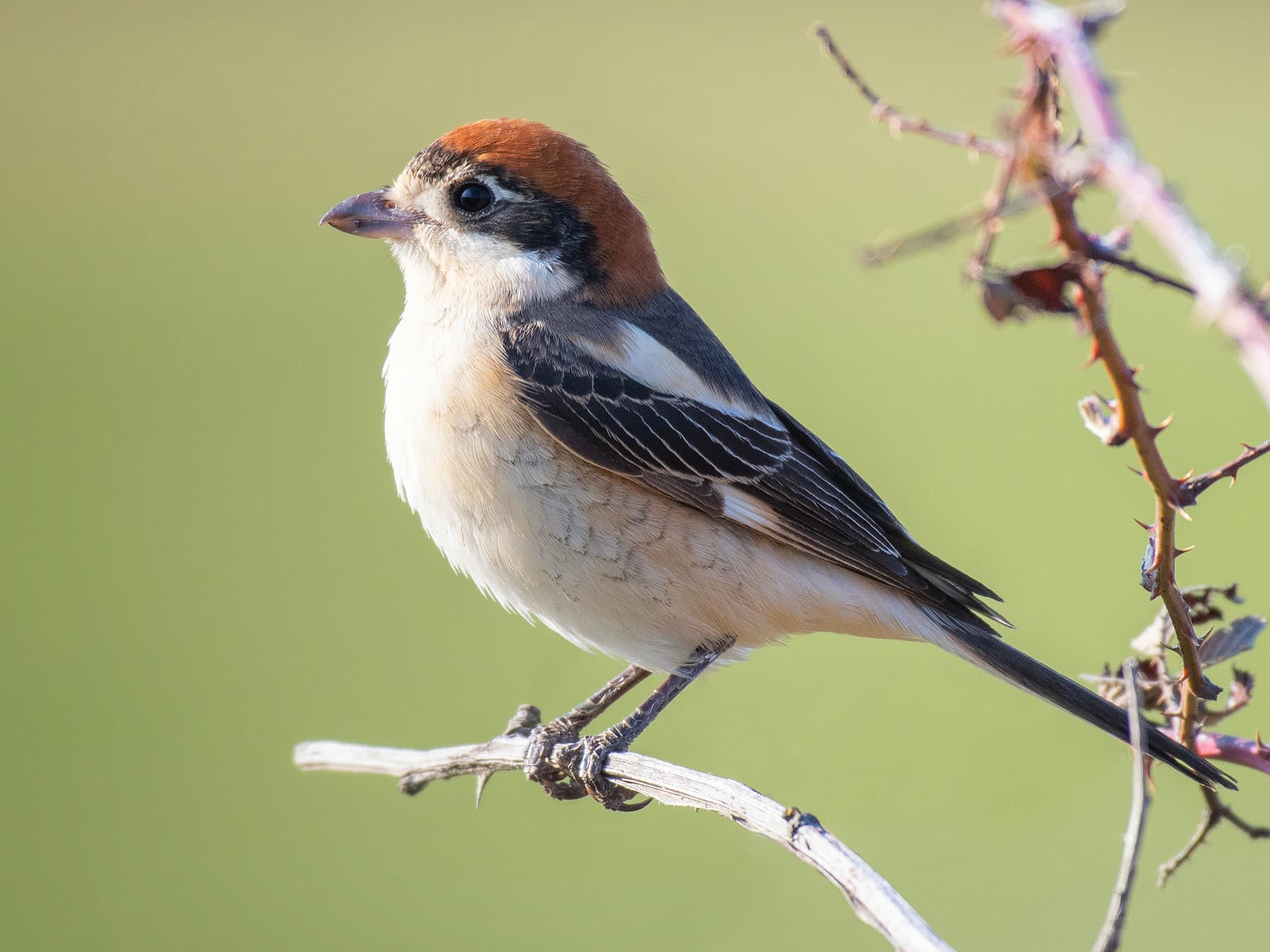 Woodchat Shrike