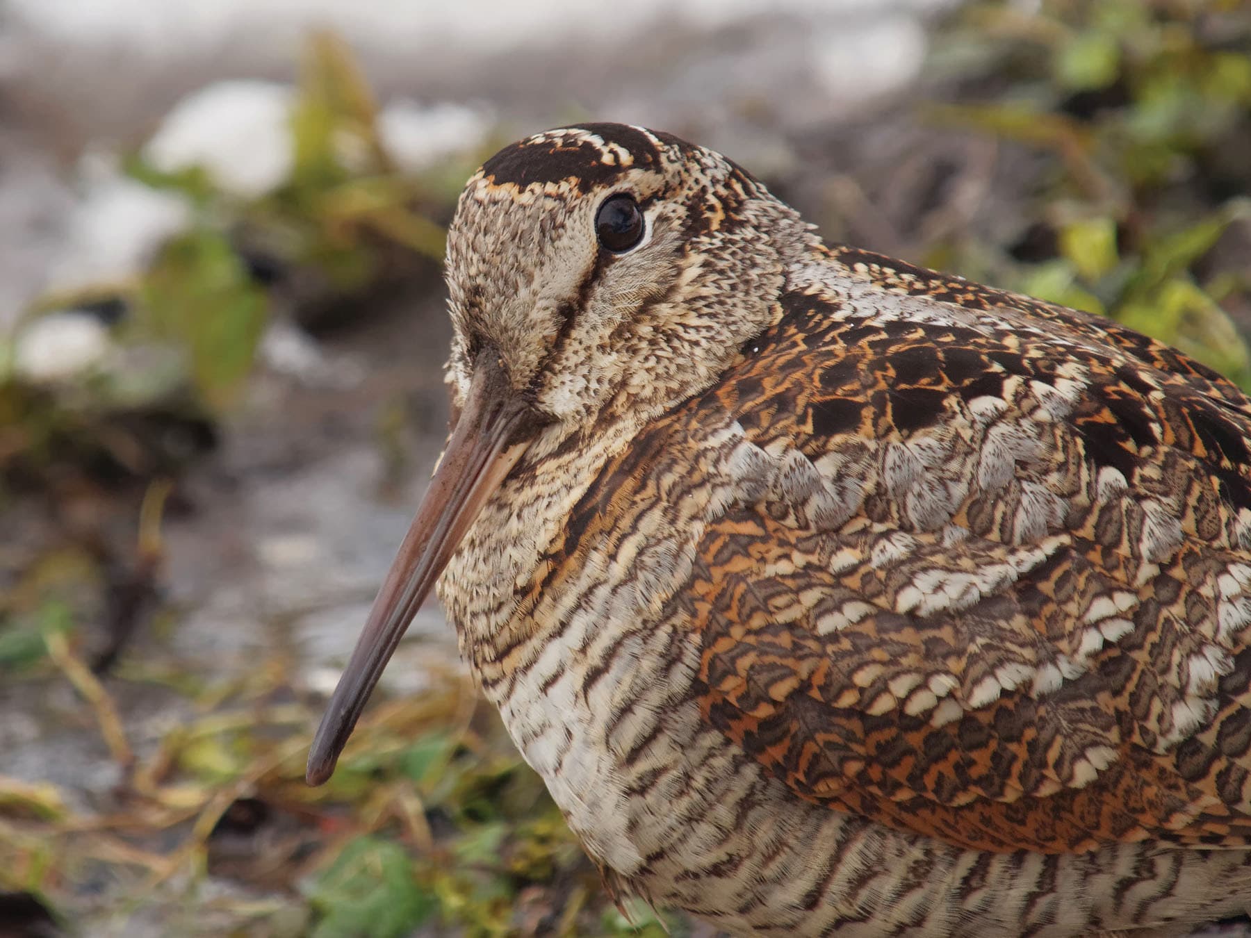 Close up portrait of a Woodcock