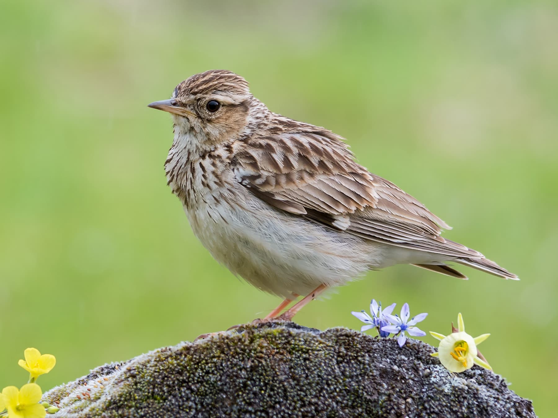 Woodlark