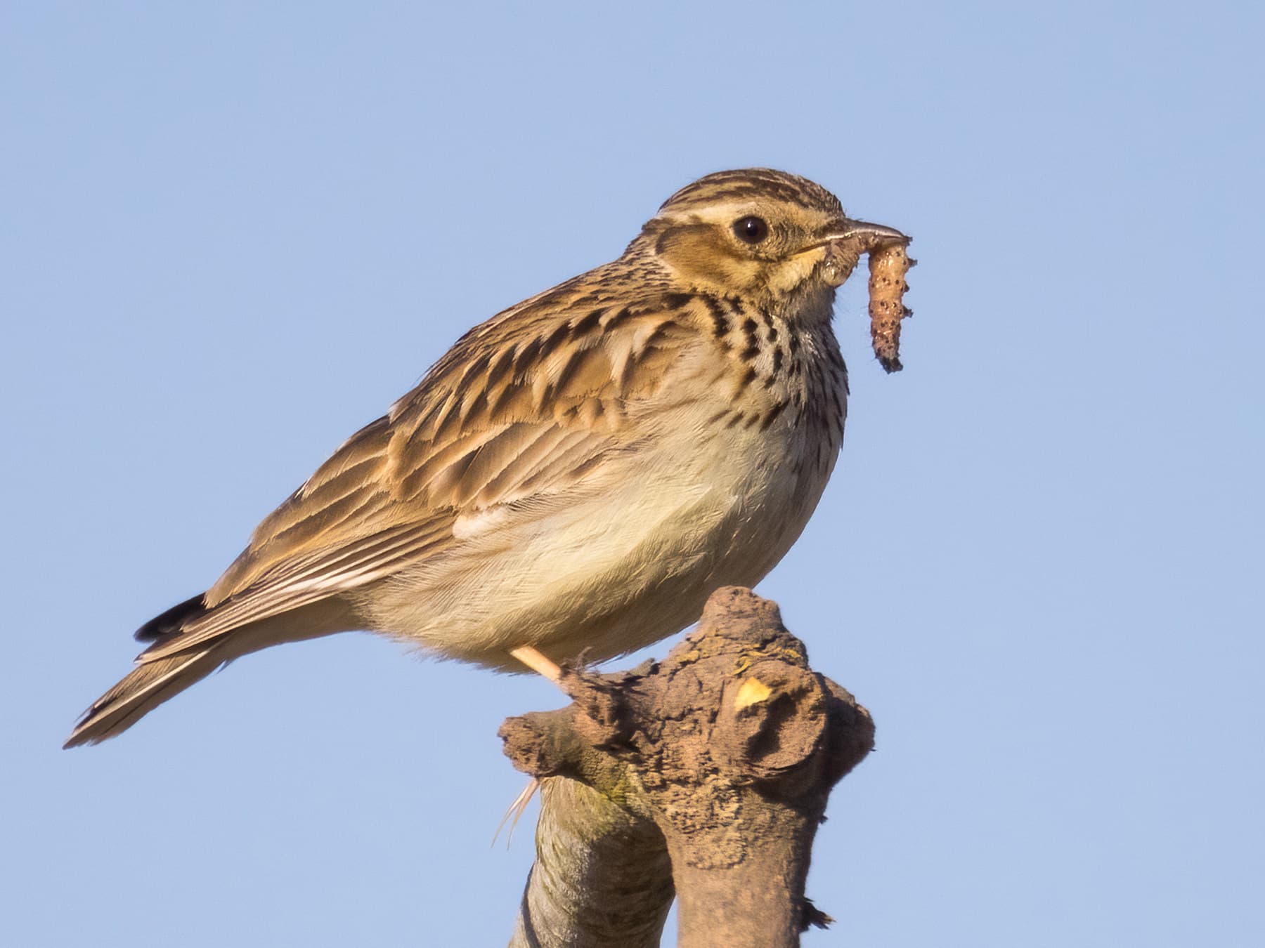 Woodlark feeding on a caterpillar