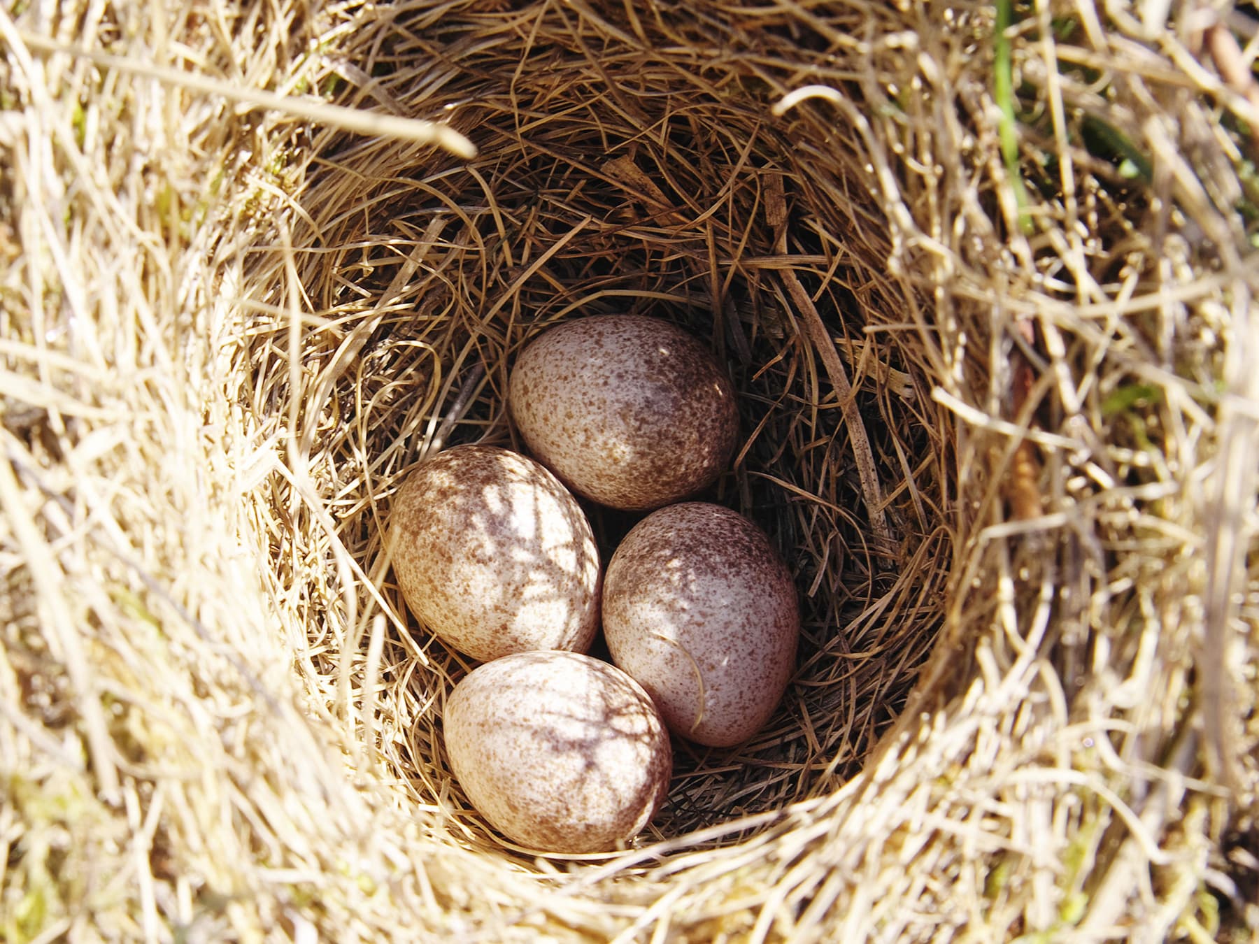 Woodlark nest with four eggs
