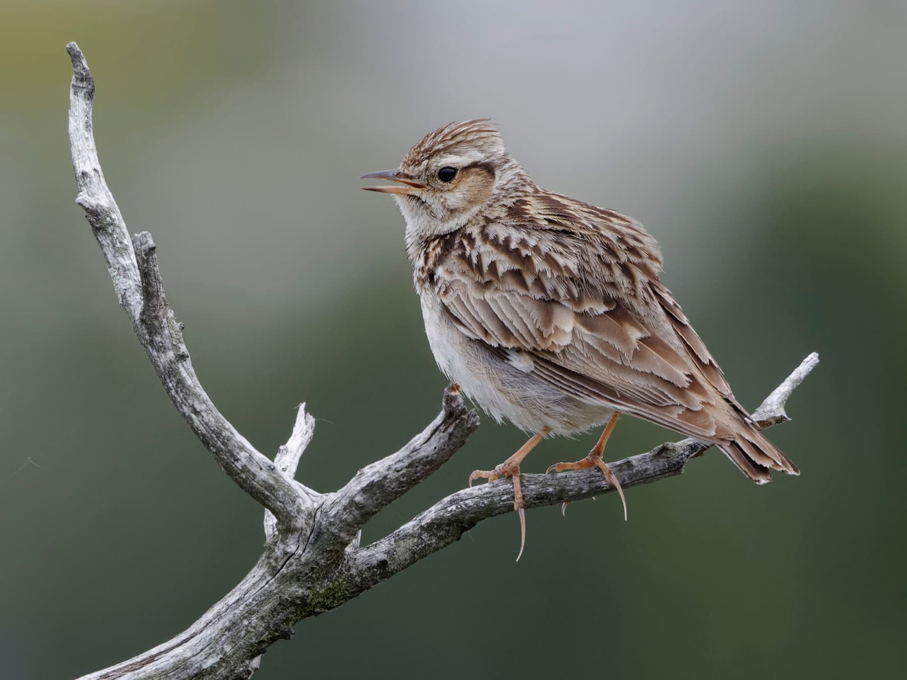 Woodlark perching on a branch