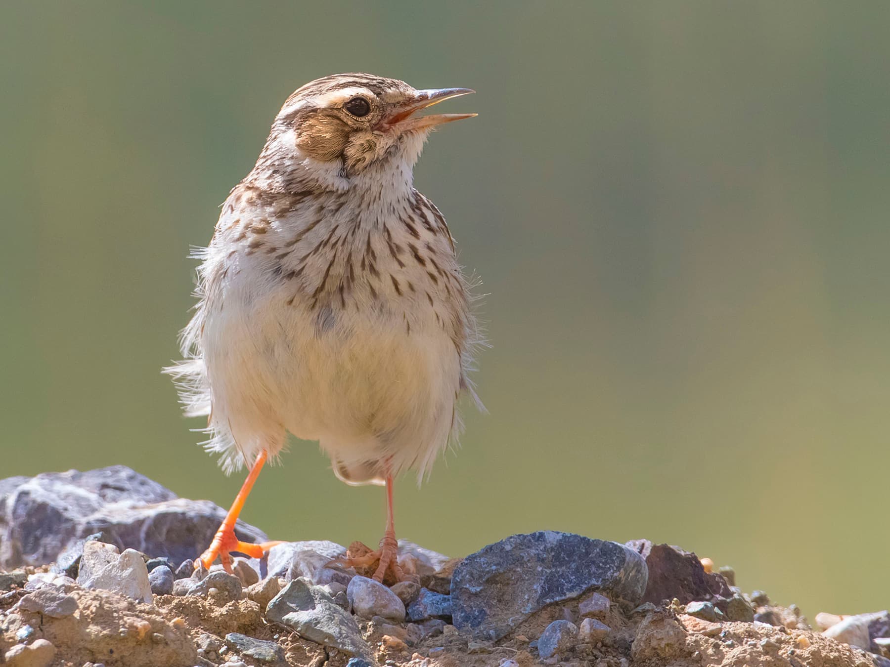 Woodlark whistling