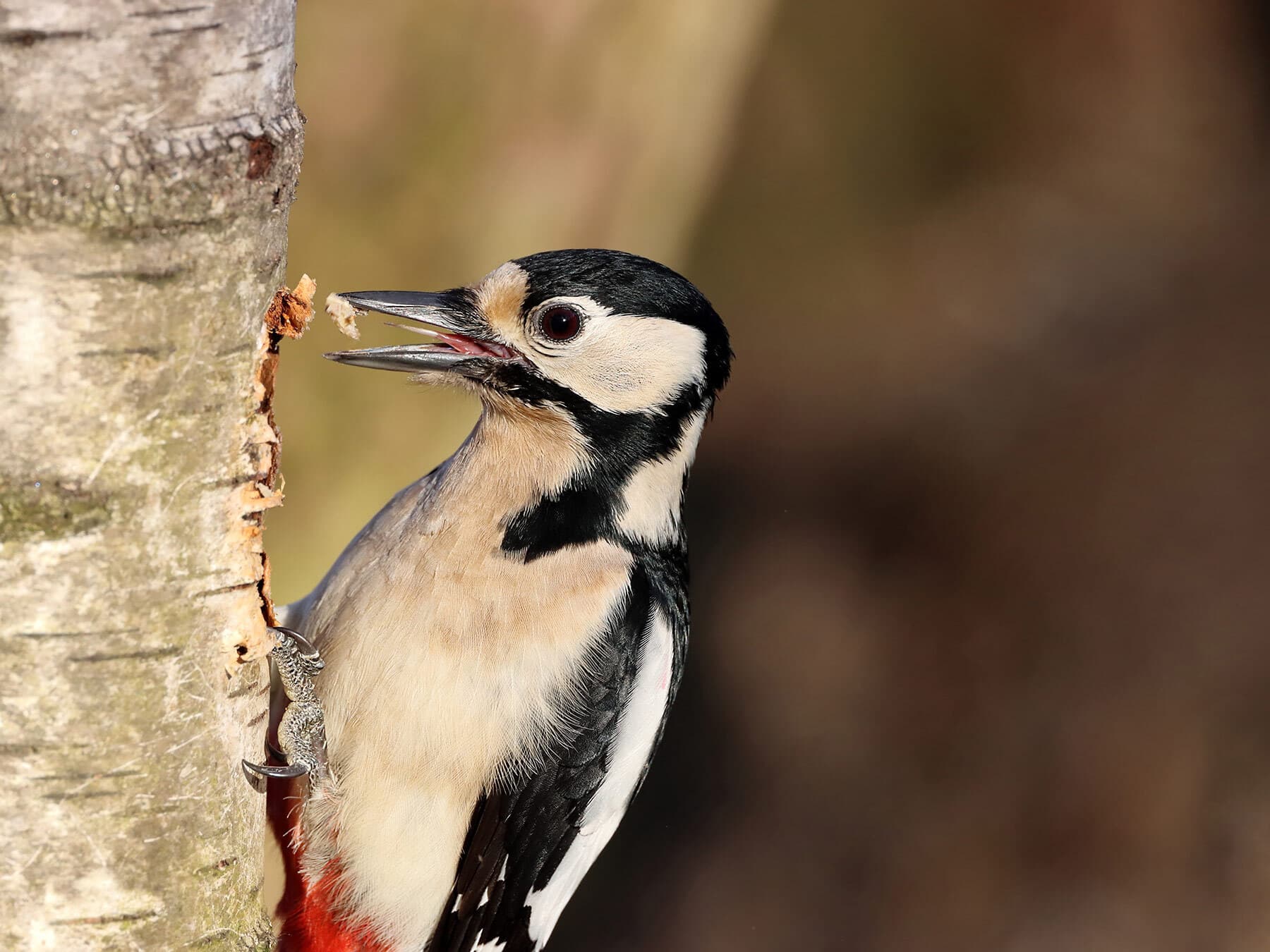 Woodpeckers are omnivores