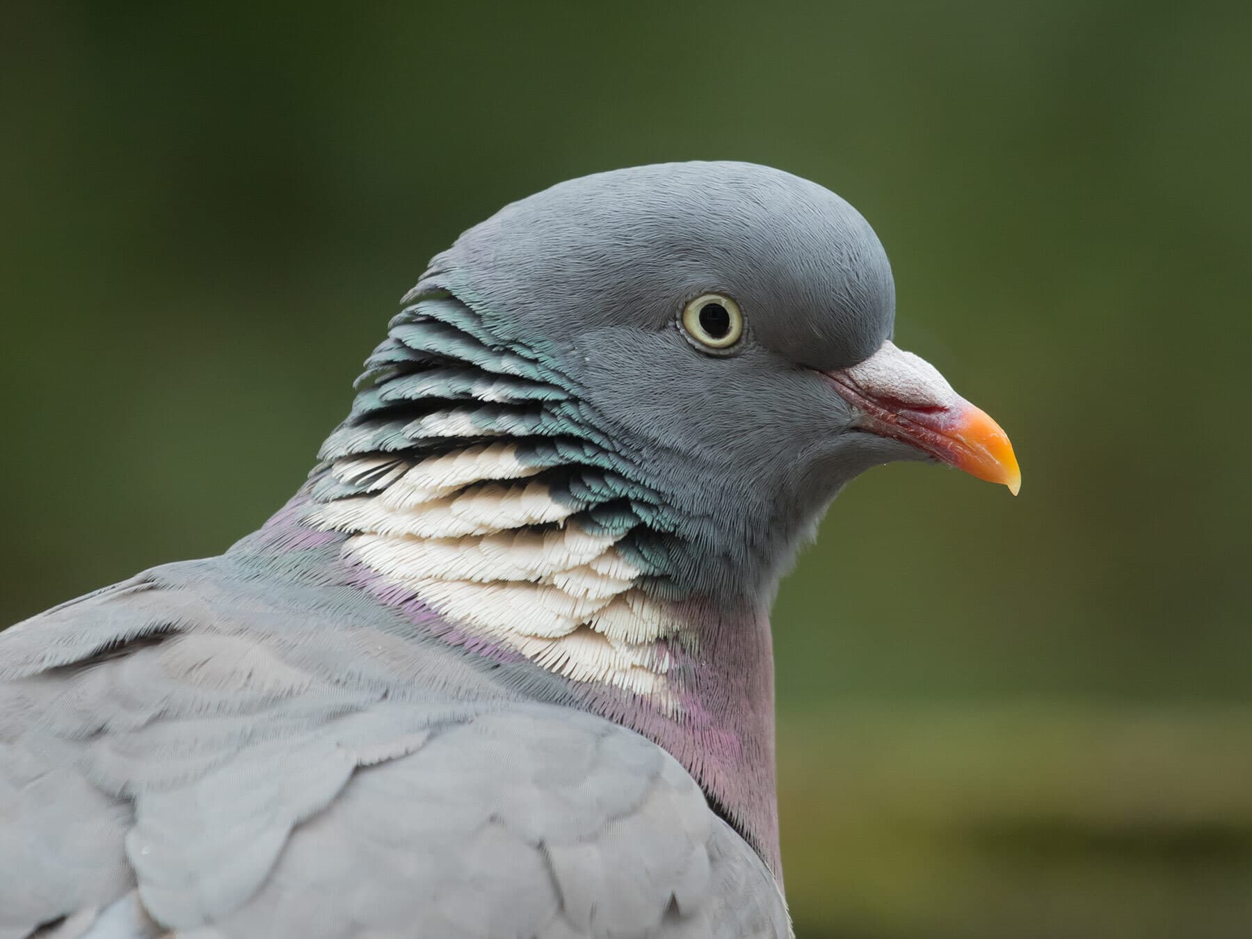 A Woodpigeon's head and neck close up: the white neck patch with a green sheen, the pale eye and the pink-and-yellow bill