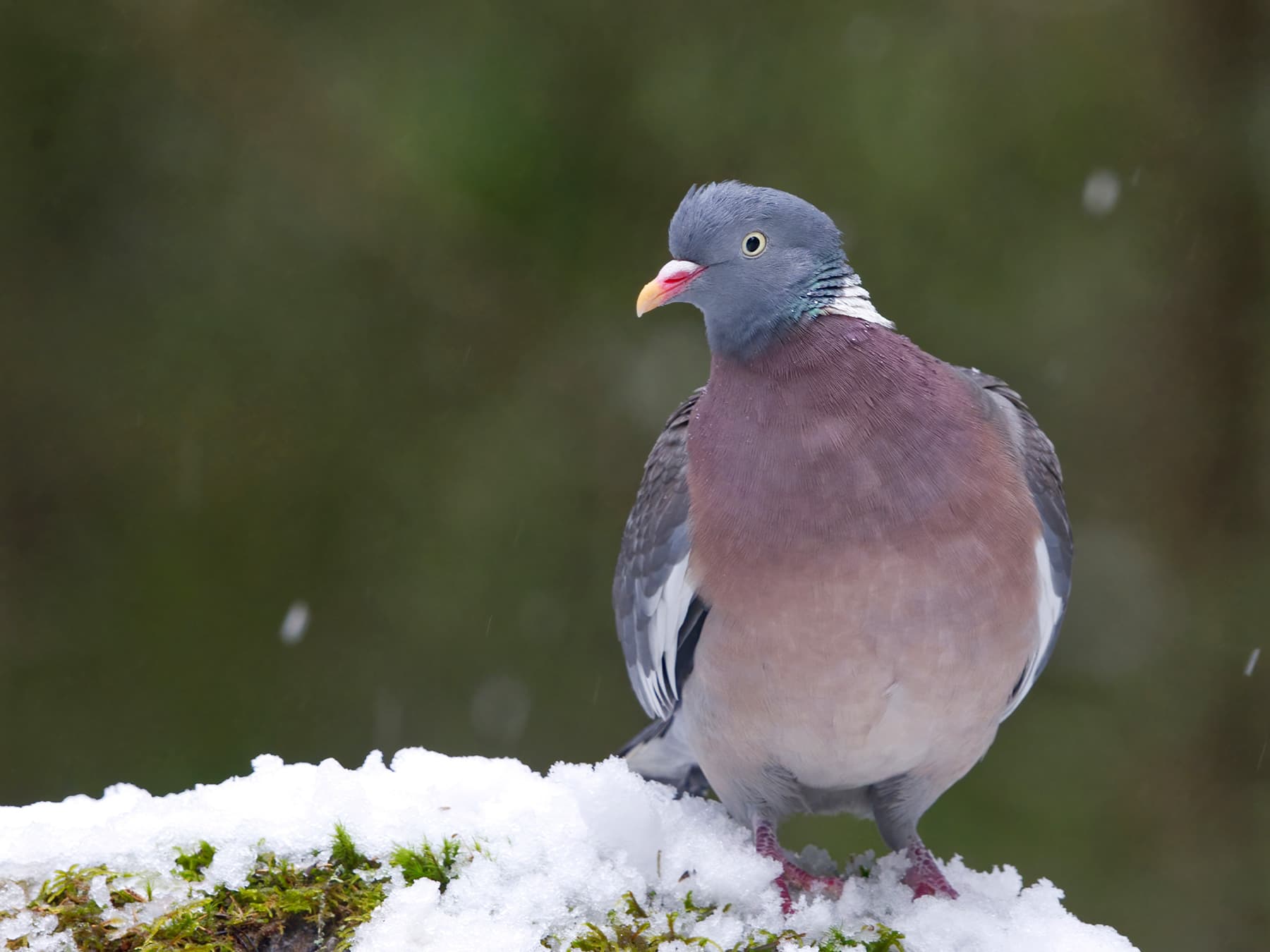 A Woodpigeon in the snow