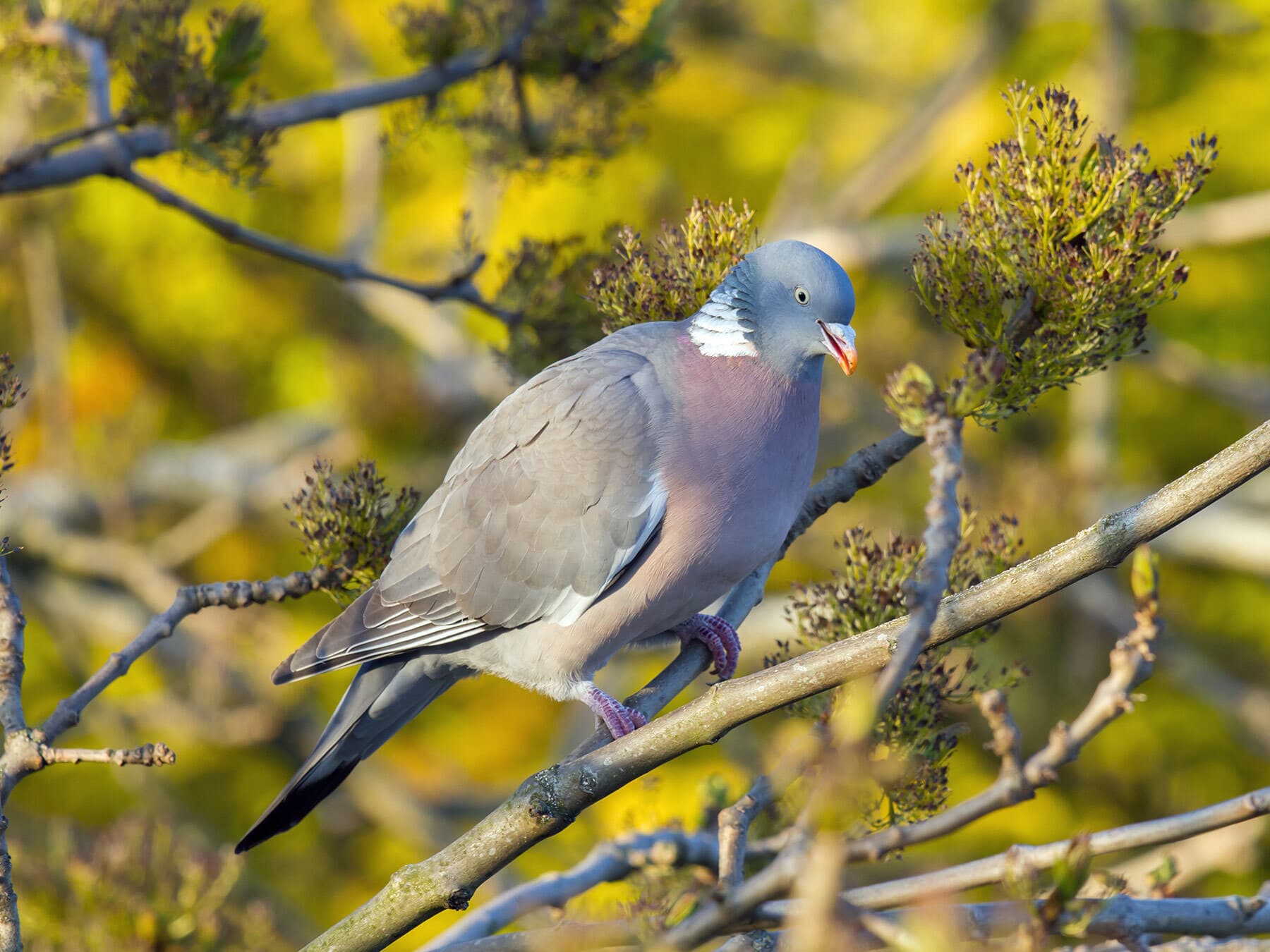 Woodpigeon eating seeds