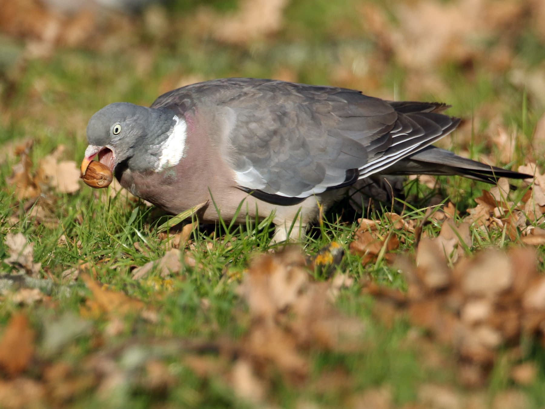 A Woodpigeon on the ground among fallen leaves with an acorn in its bill