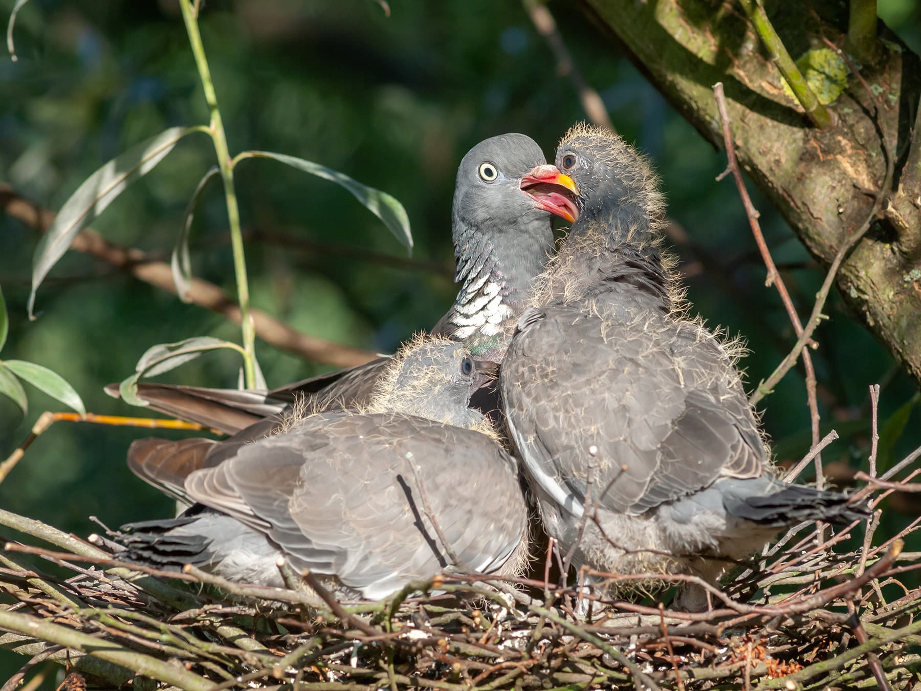 An adult Woodpigeon on its twig nest with two large young, neither yet with a white neck patch