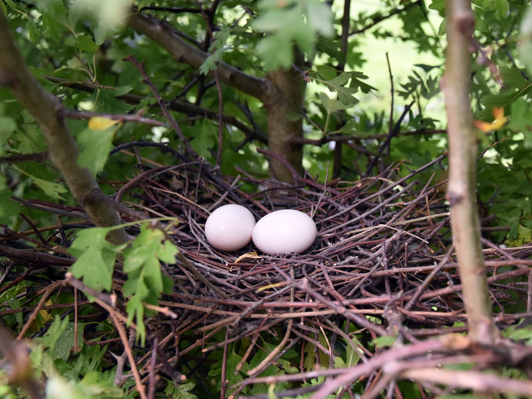 Woodpigeon Nesting: When and Where They Nest, Eggs and Young
