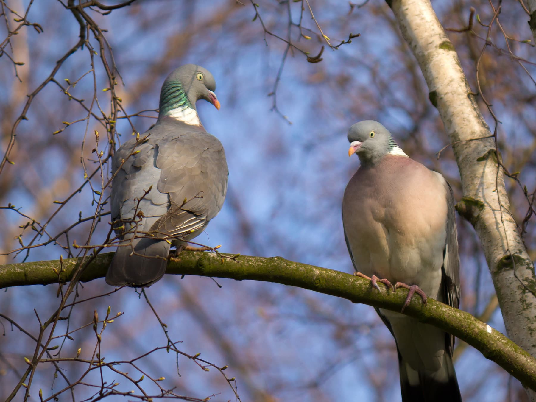 Male vs Female Woodpigeons: How to Tell Them Apart
